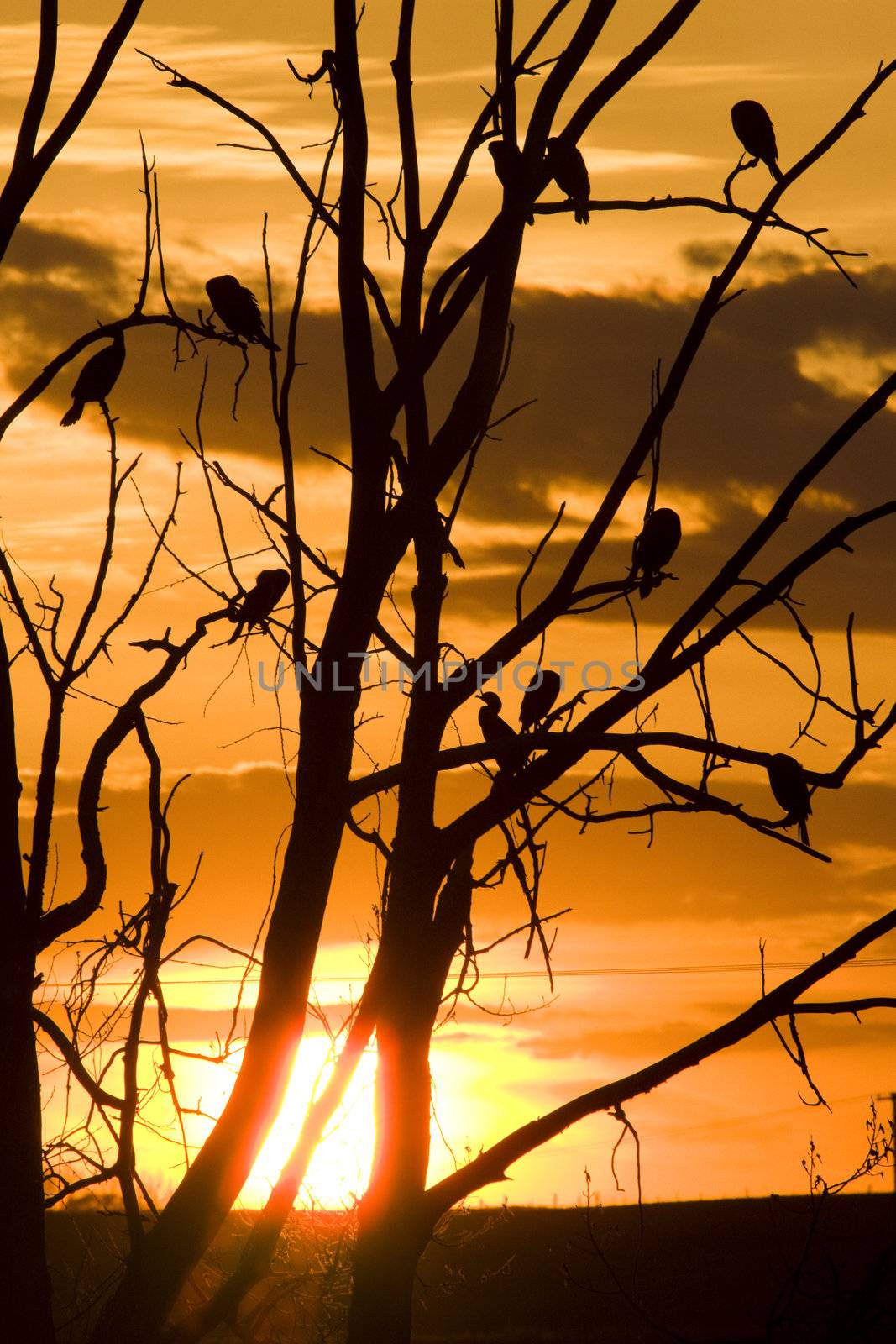 Cormorants in Tree at Sunset by pictureguy