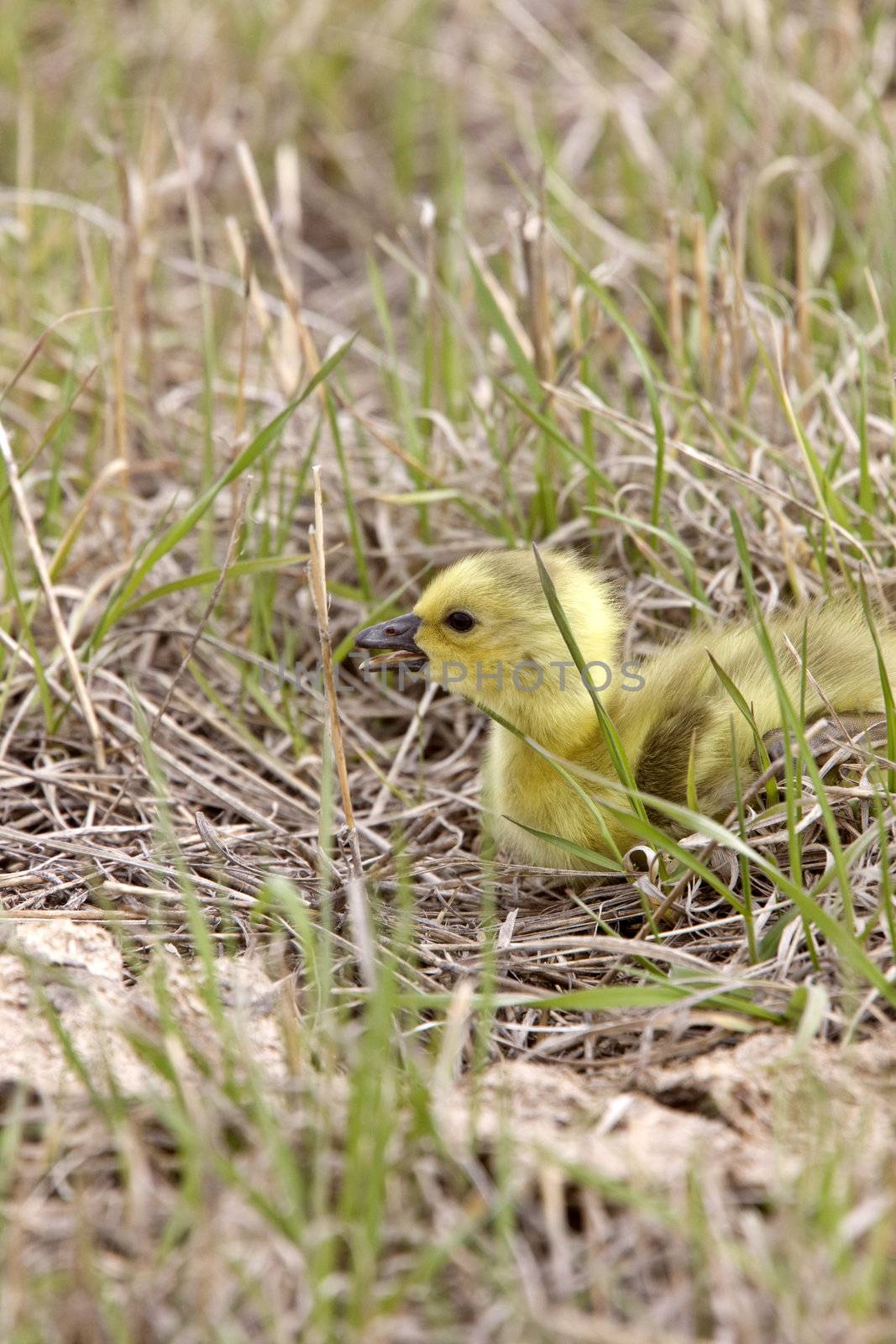 Baby Geese Goslings in Grass Saskatchewan by pictureguy