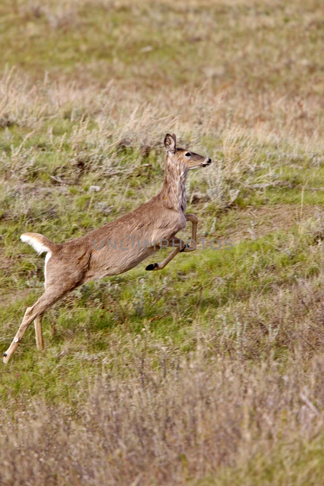 Deer Running in Field Canada by pictureguy