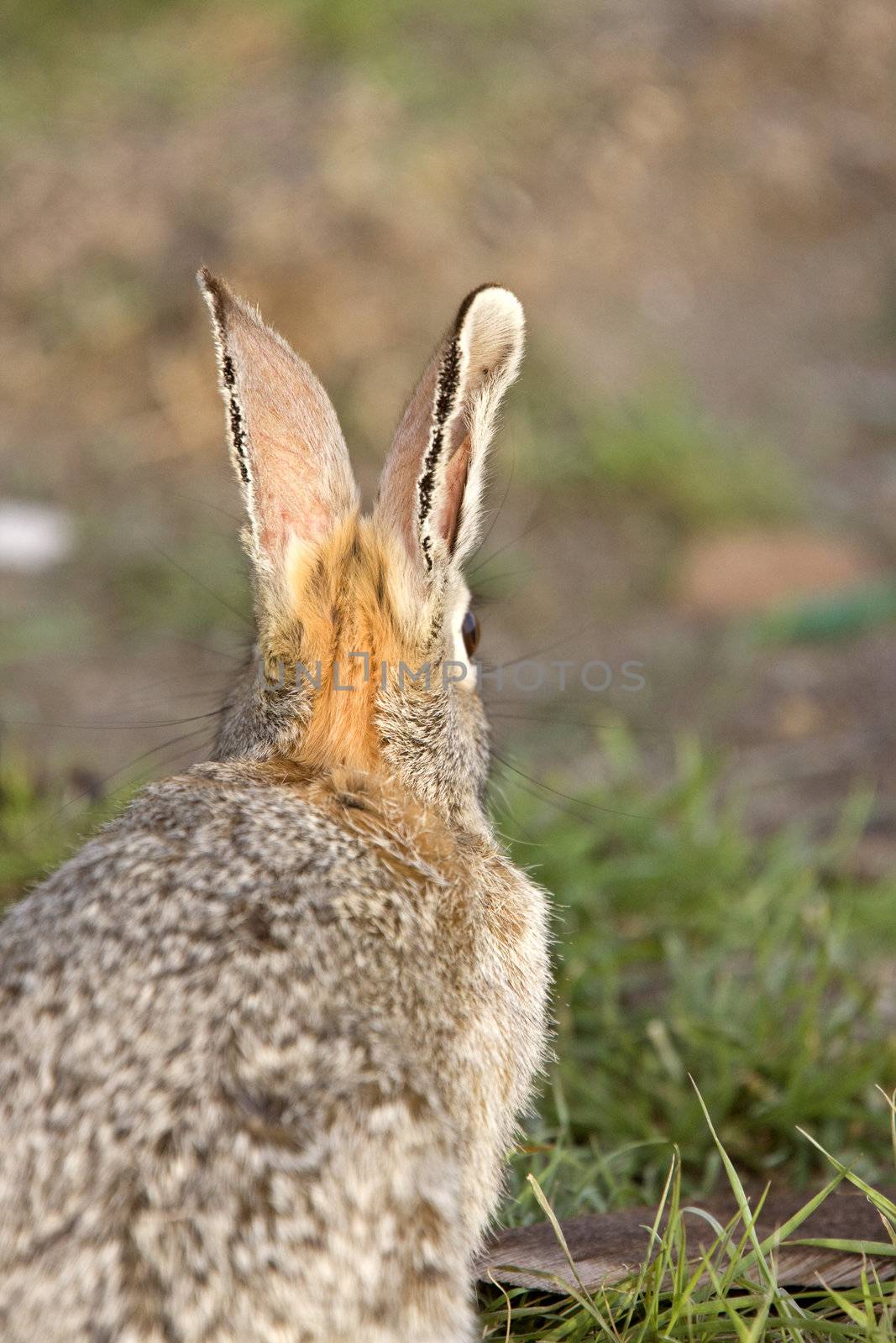 Bush Rabbit Bunny Saskatchewan Canada by pictureguy