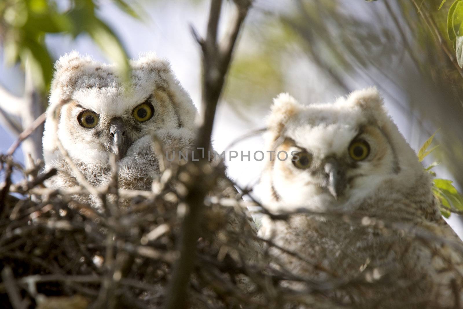 Great Horned Owl Babies Owlets in Nest