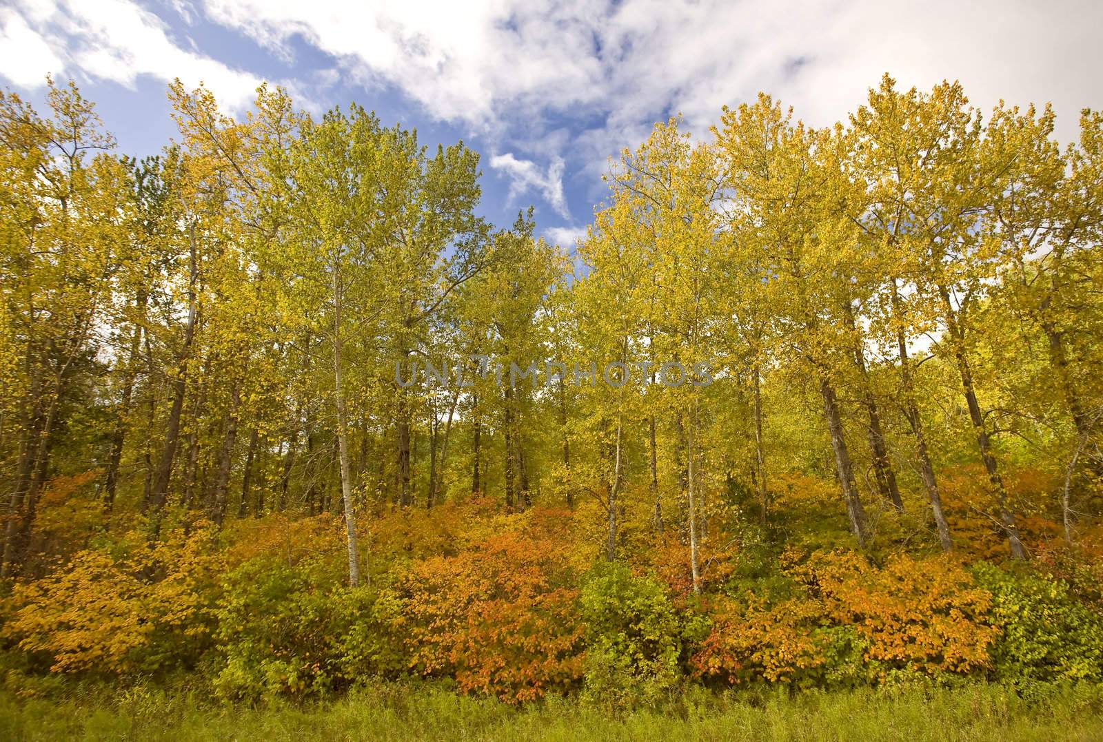 Fall Autumn colors trees Manitoba Canada by pictureguy