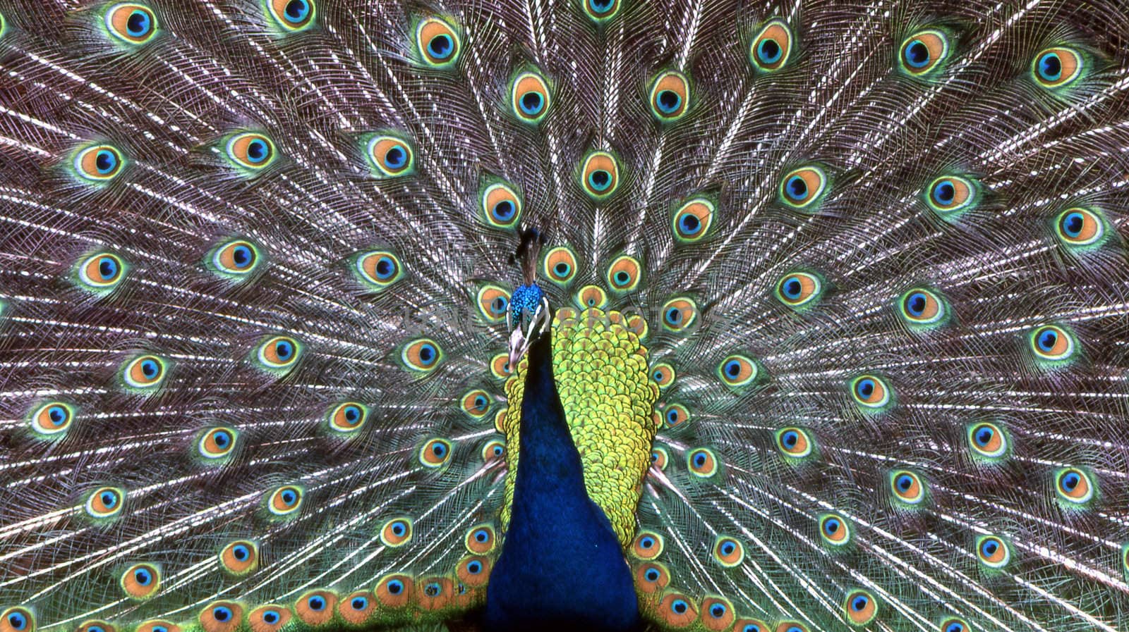 Peacock by jol66