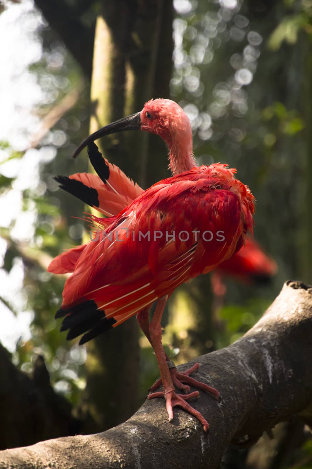Wet Scarlet Ibis bird drying itself  while perched on the branch of a dead tree 