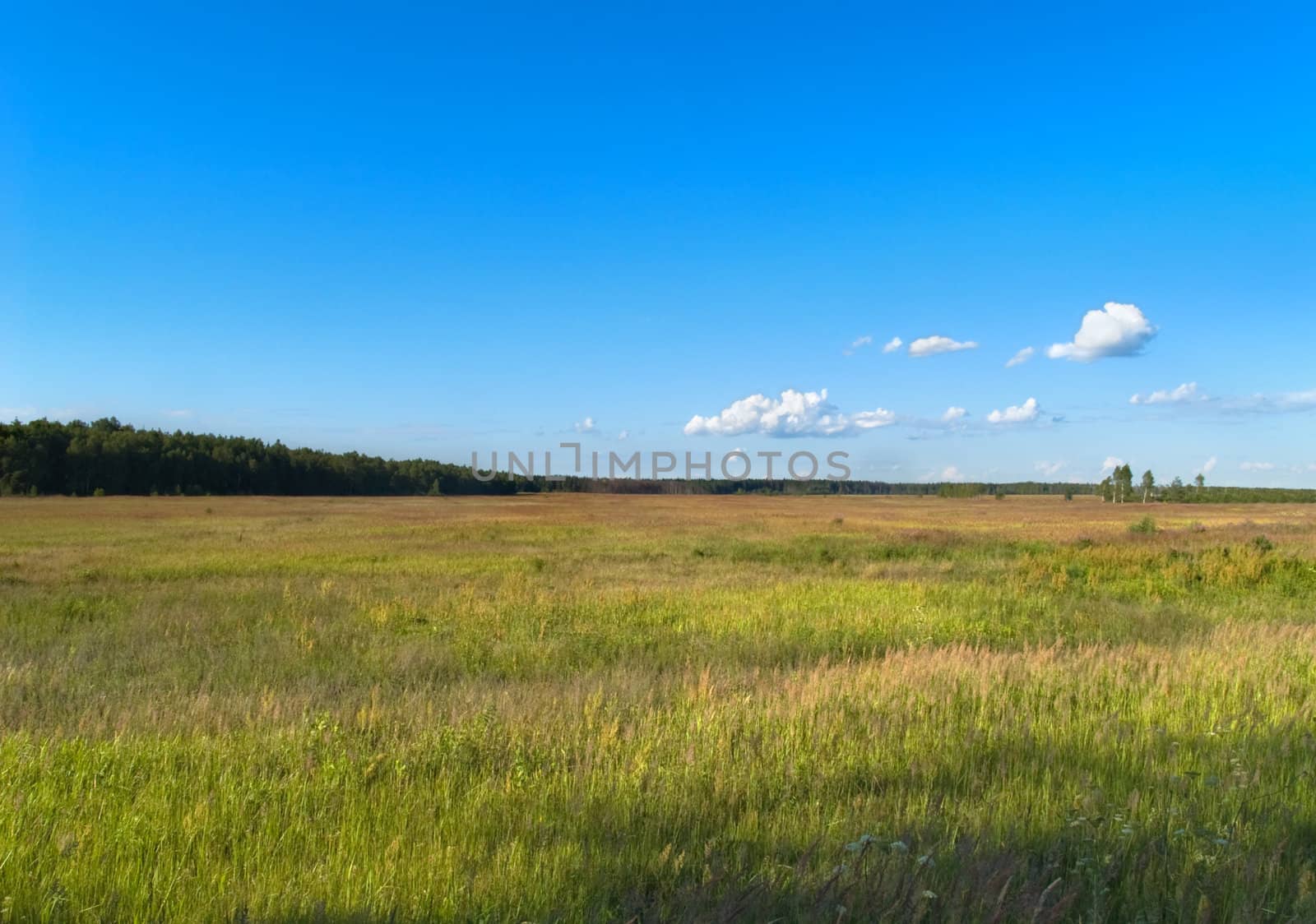 Green meadow with bright blue sky