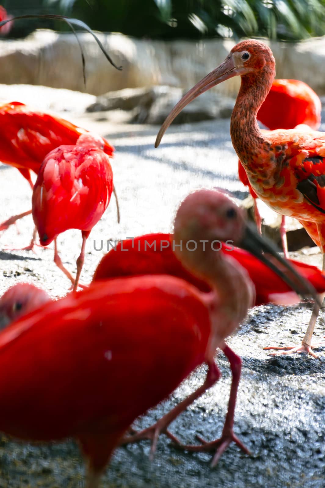 a group of Scarlet Ibis in the zoo