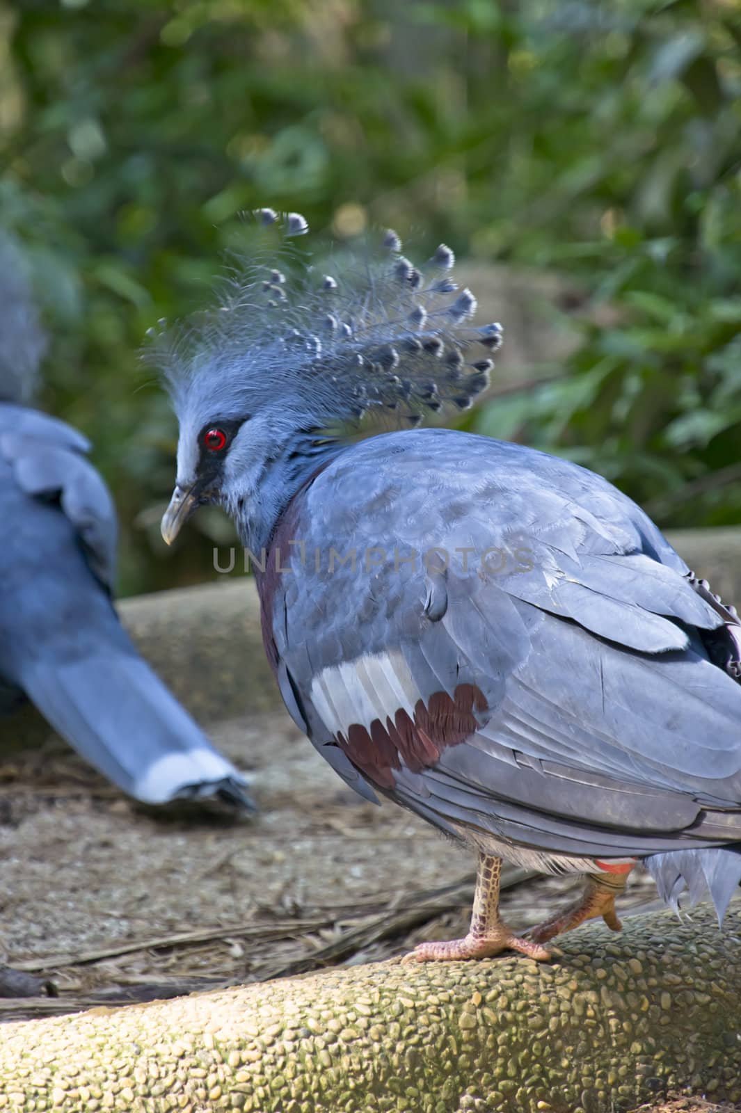 Victoria Crowned Pigeon (Goura Victoria) with blue plumage, a blue and white crest and a strikingly bright red eye 