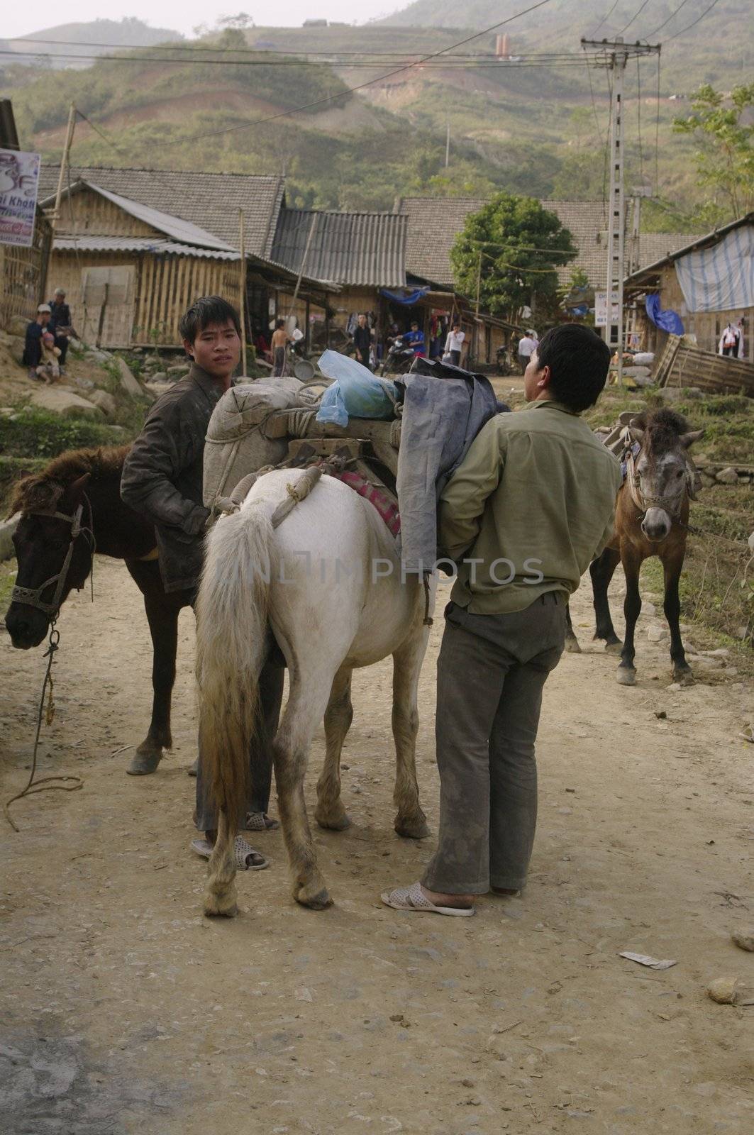 These small horses are strong and powerful. They bear 100 kg of cement in the mountains. The cement is required for certain work in the mountains. The horse is often the only means of transporting heavy loads