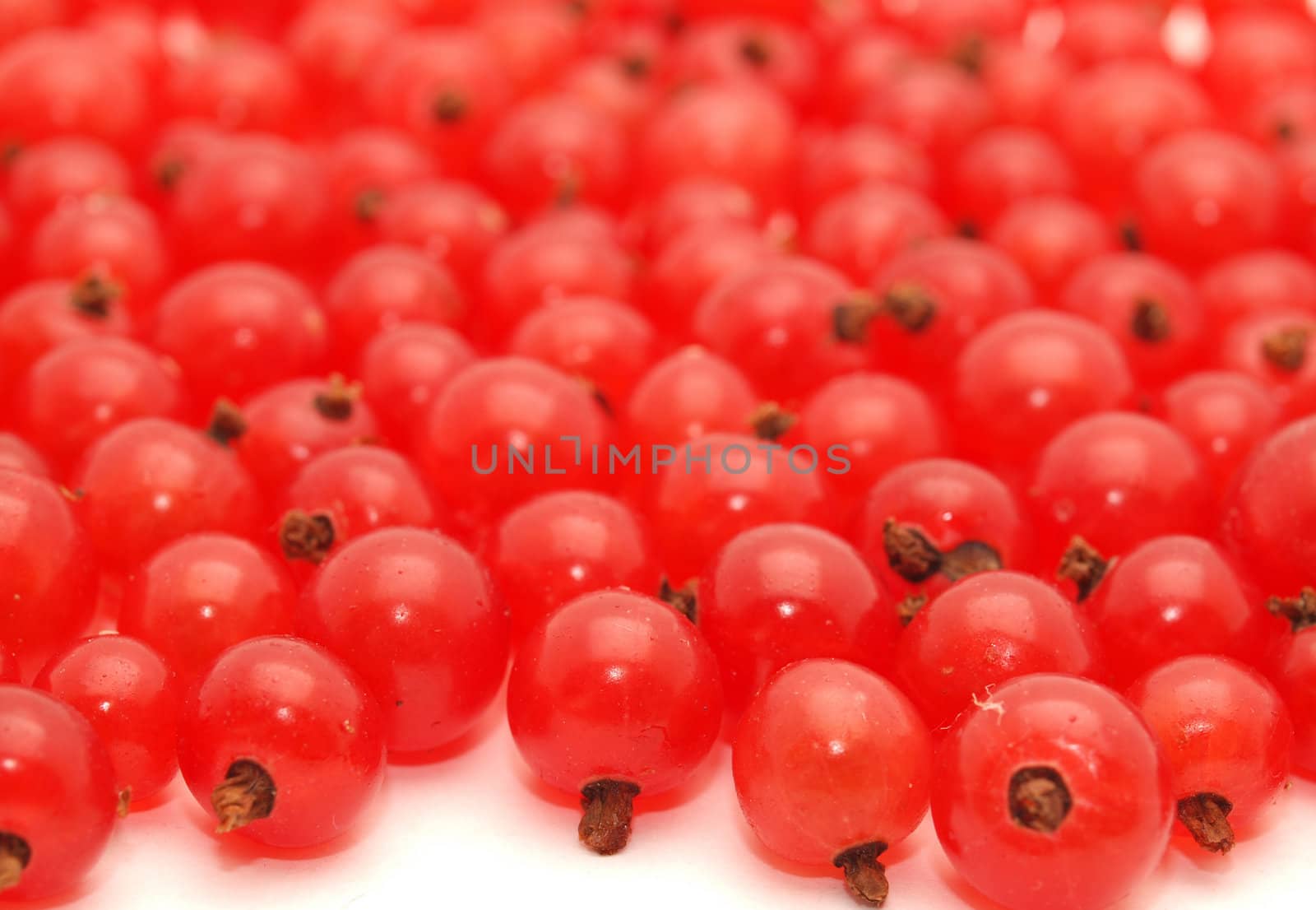 Red currant on a white background 