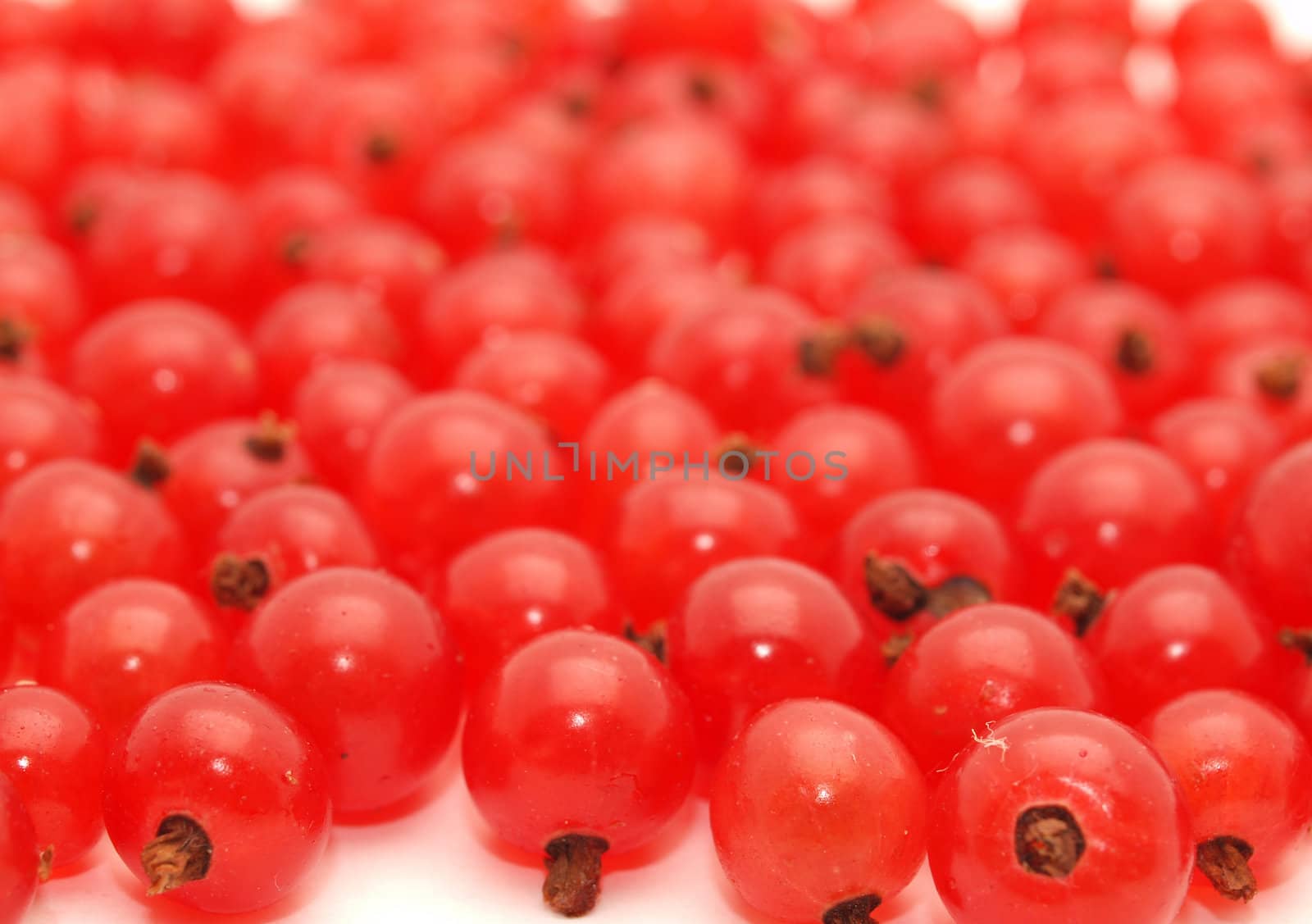 Red currant on a white background 