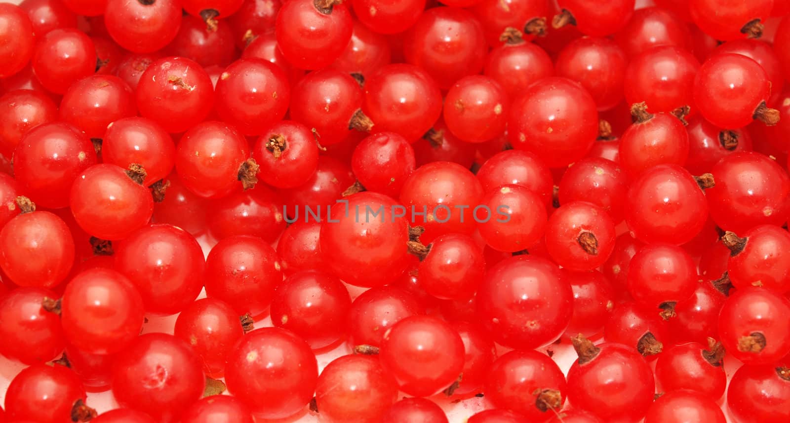 Red currant on a white background 