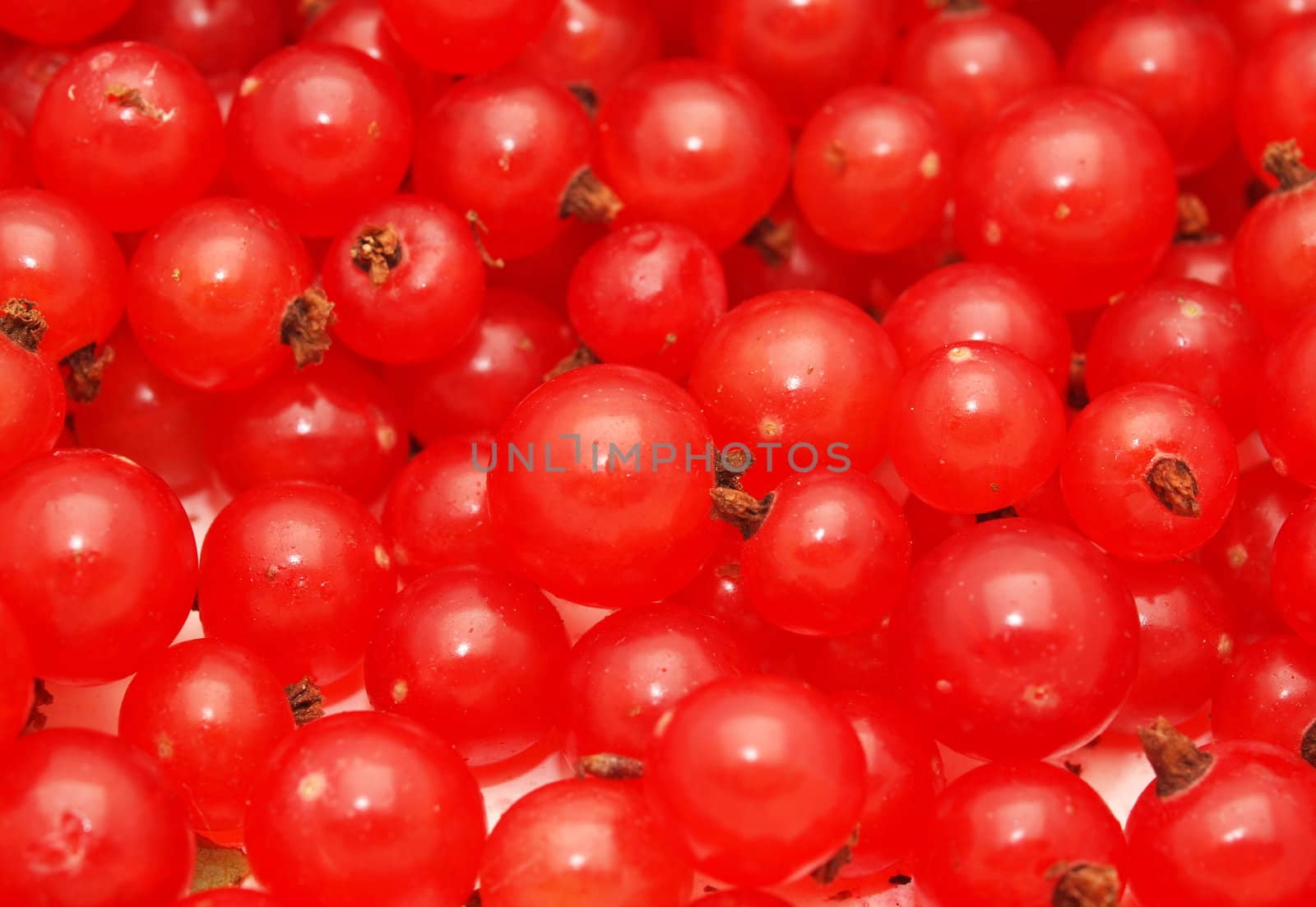 Red currant on a white background 