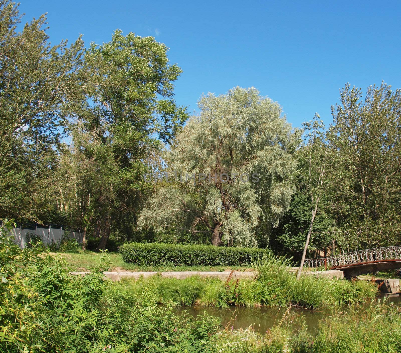Park in the summer