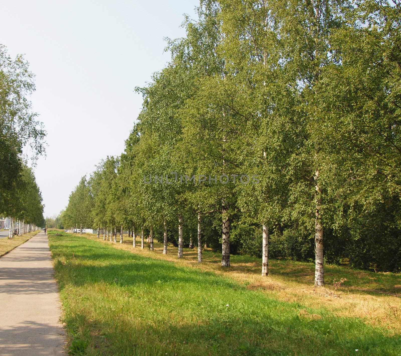 Birch avenue 
