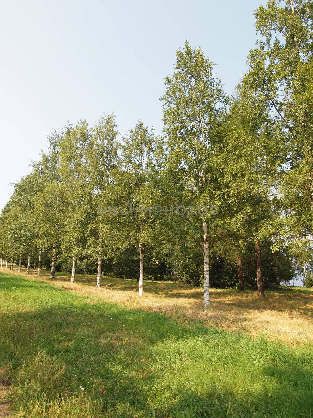 Birch avenue 
