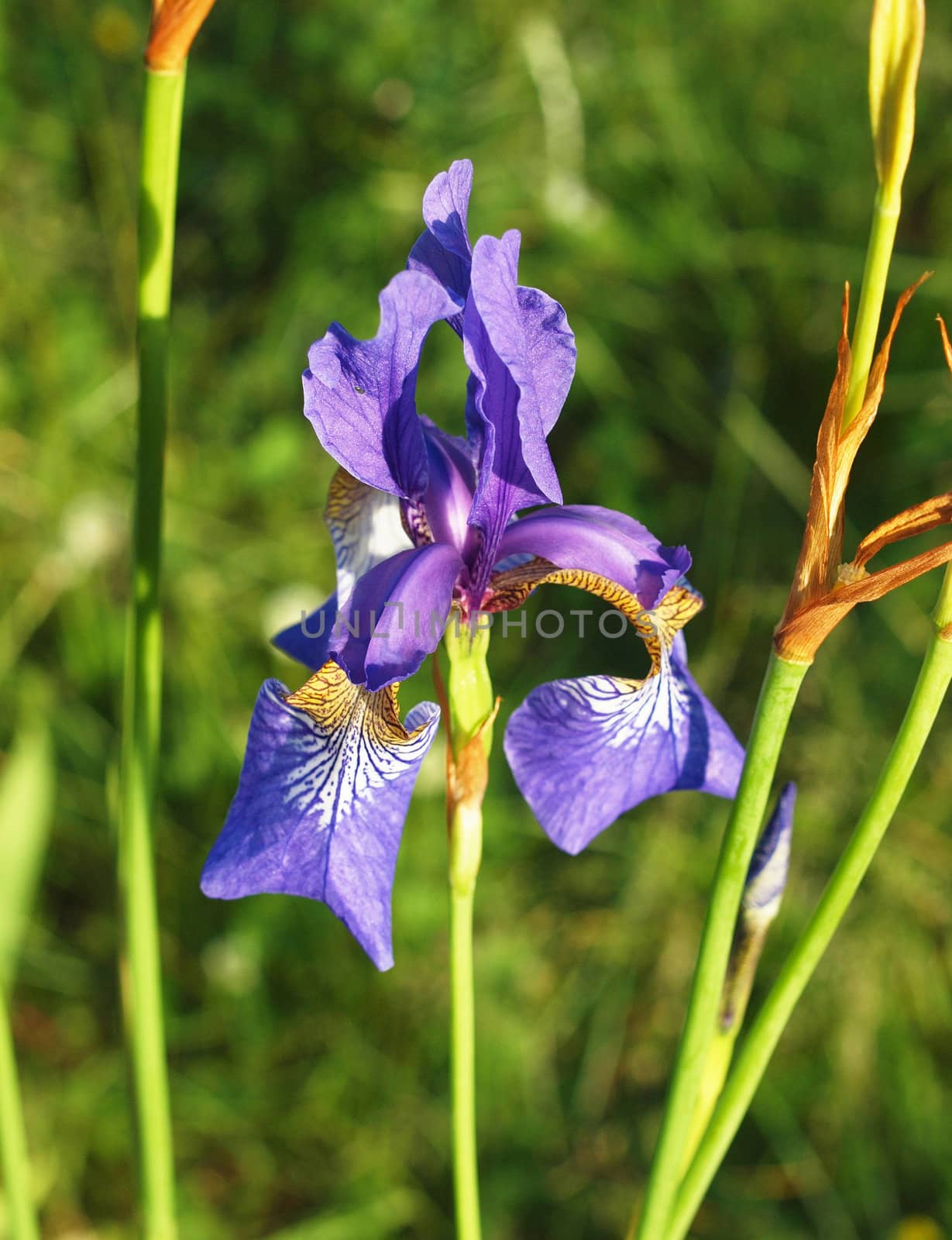 Violet flower of Siberian Iris