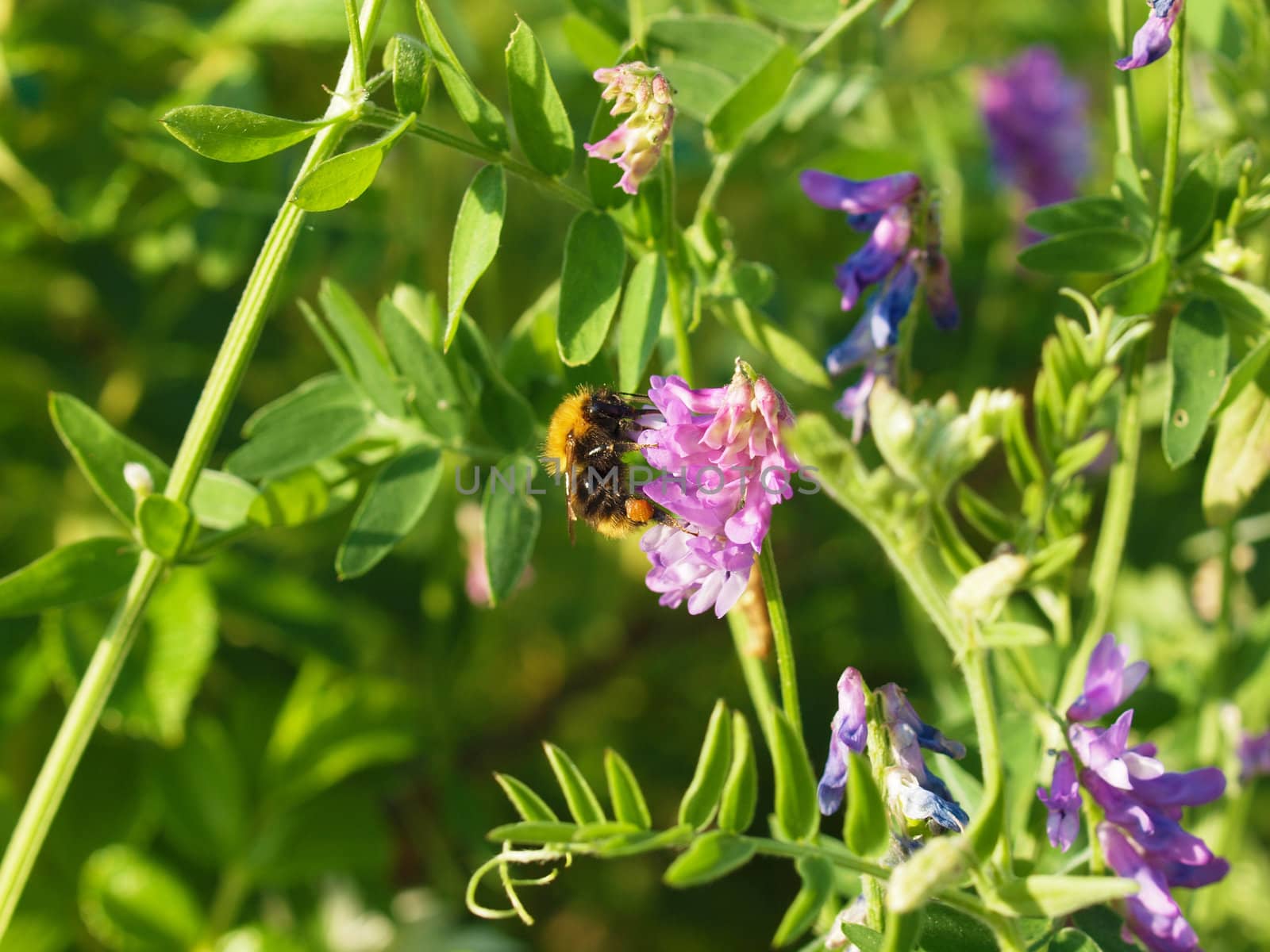 bumblebee on vicia cracca 