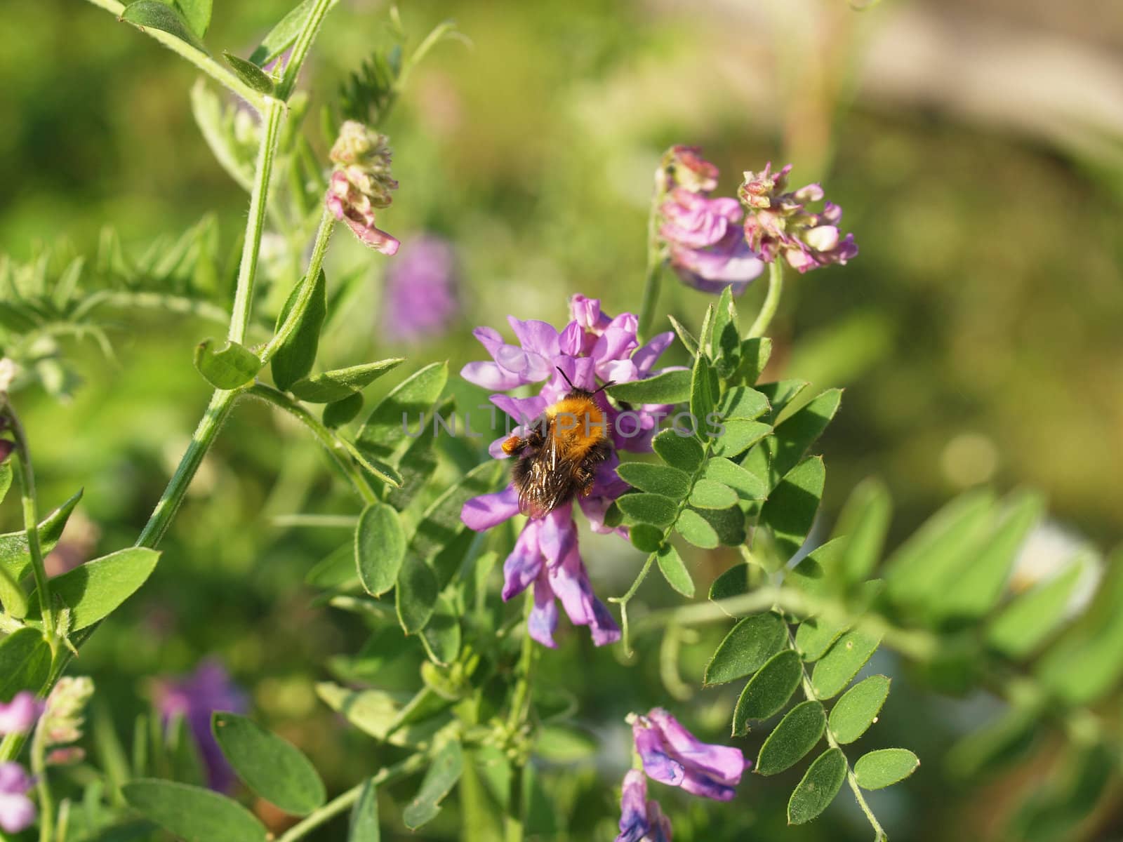 bumblebee on vicia cracca 