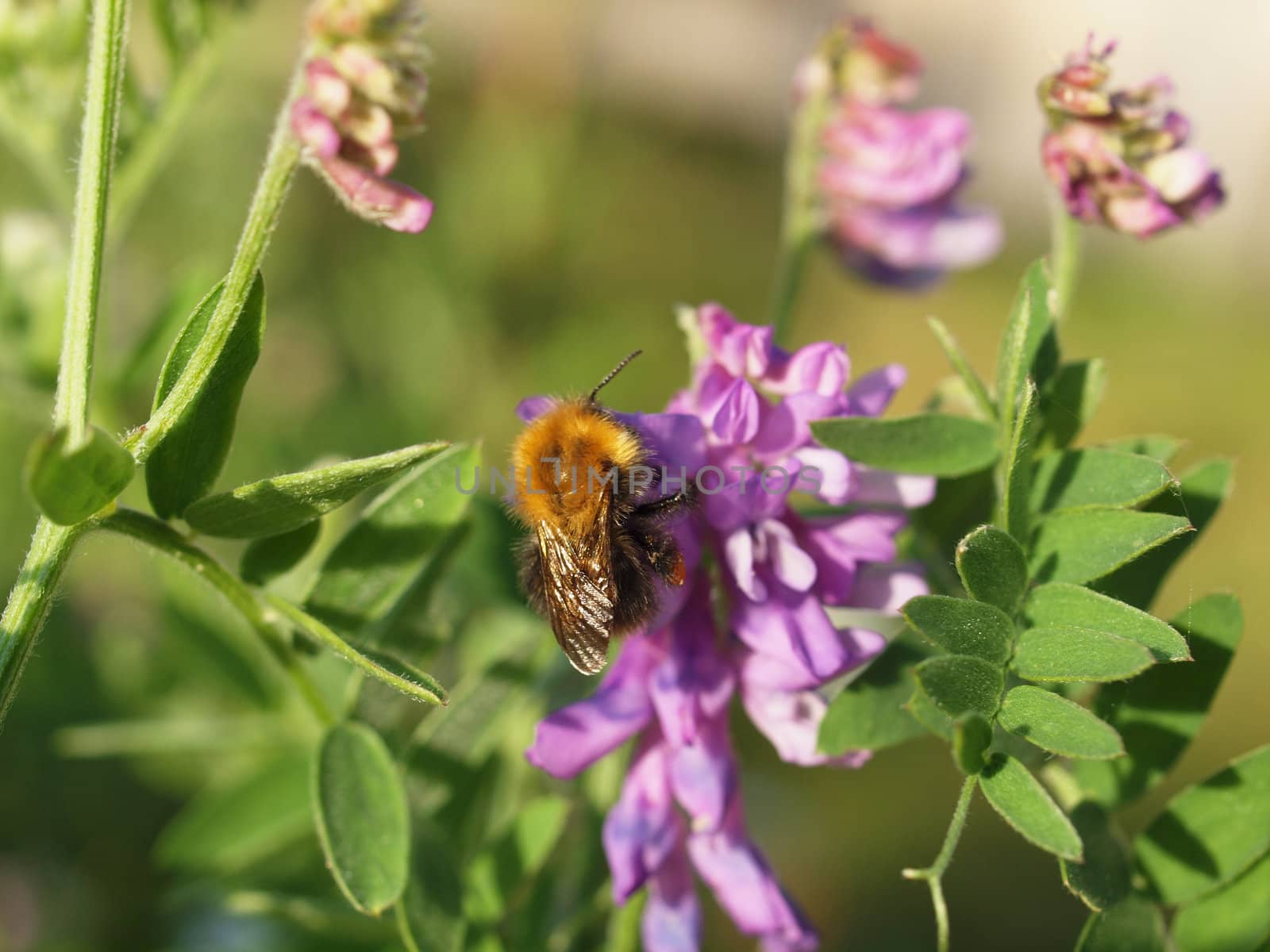 bumblebee on vicia cracca 