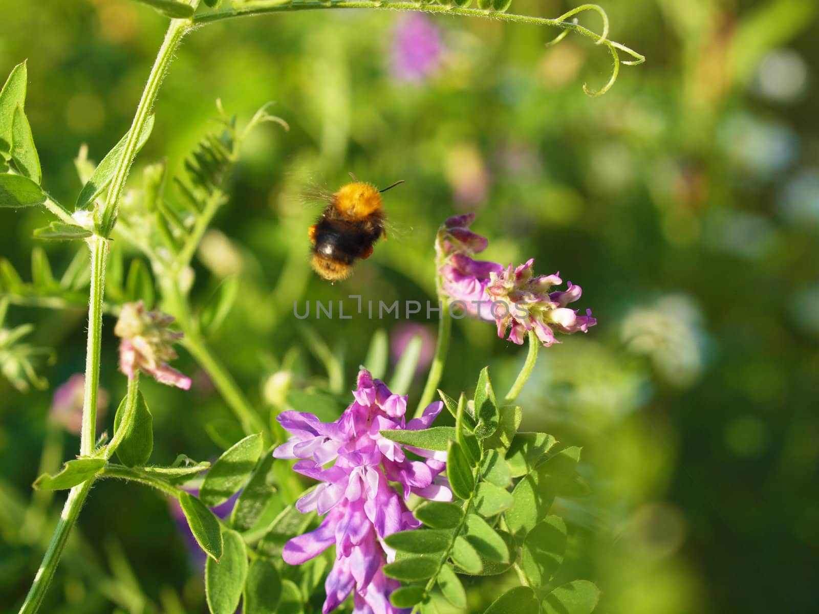 bumblebee on vicia cracca 