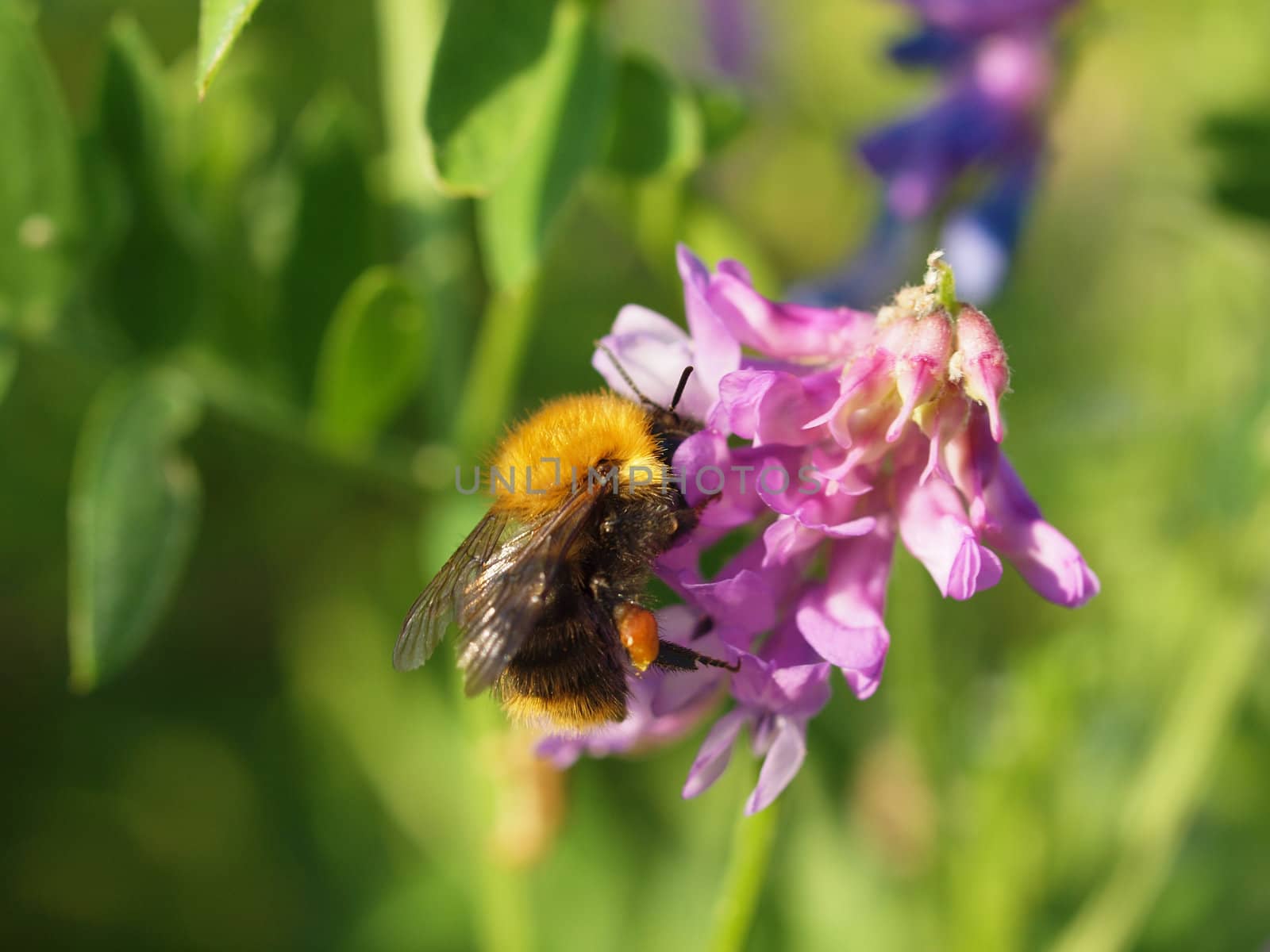 bumblebee on vicia cracca 
