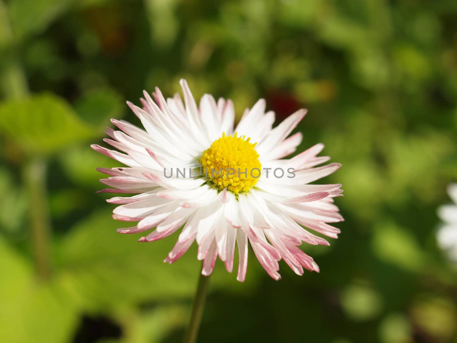 Close-up of daisy flowers