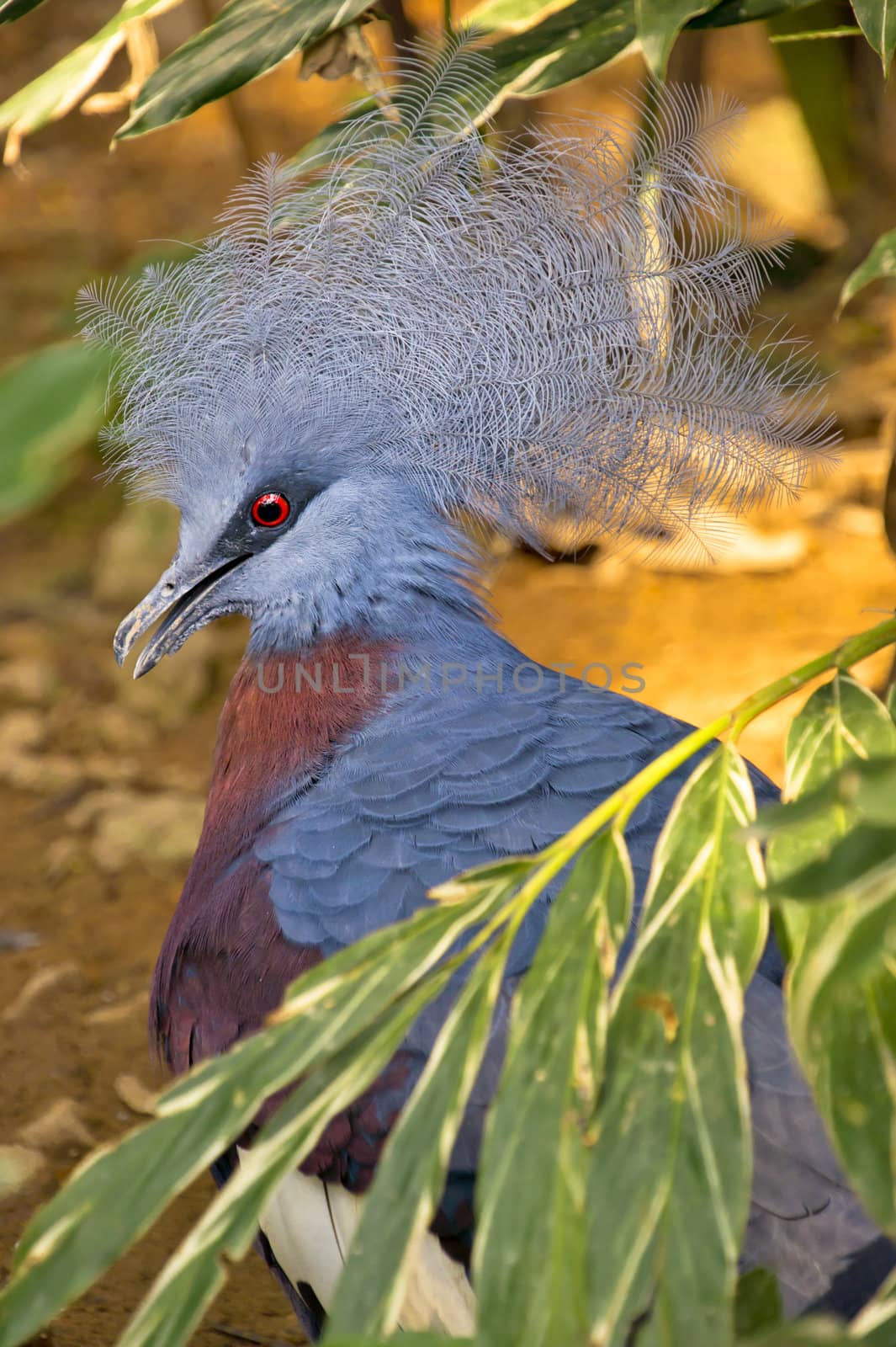 Sheepmaker's Crowned Pigeon with blue plumage, a blue and white crest and a strikingly bright red eye 

