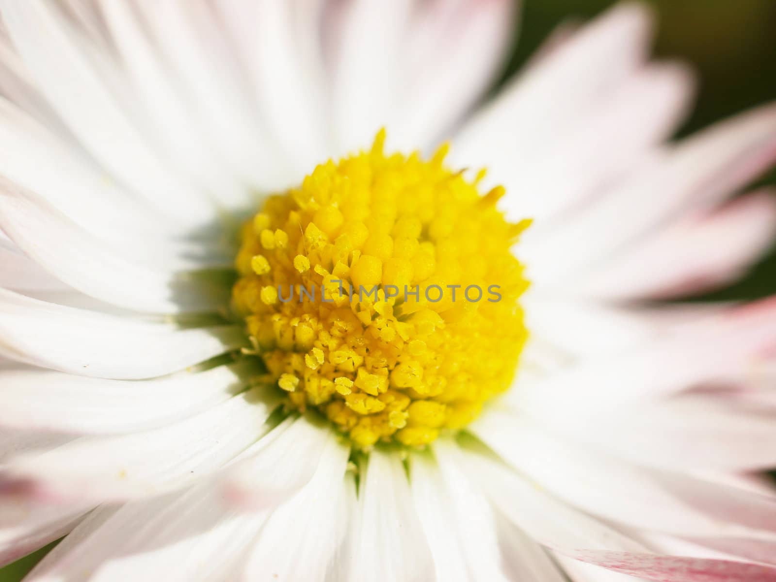 Close-up of daisy flowers