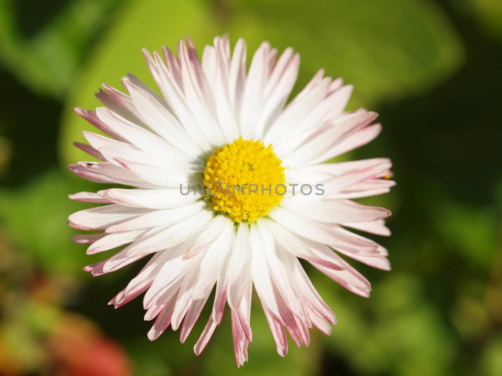 Close-up of daisy flowers