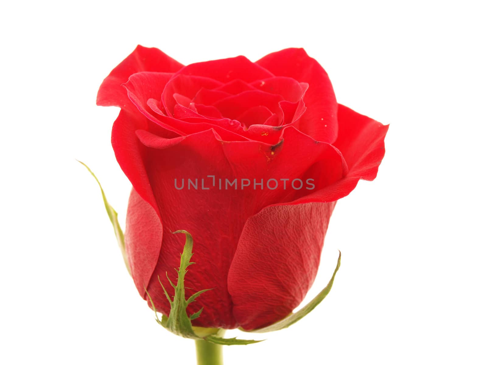 Rose on a white background 