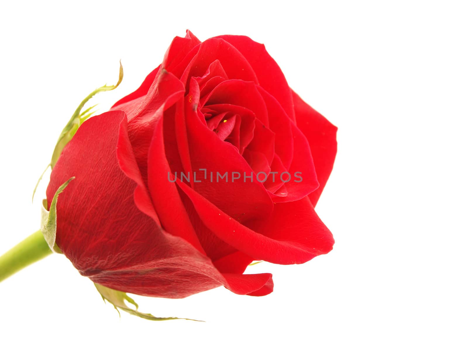 Rose on a white background  by Enskanto