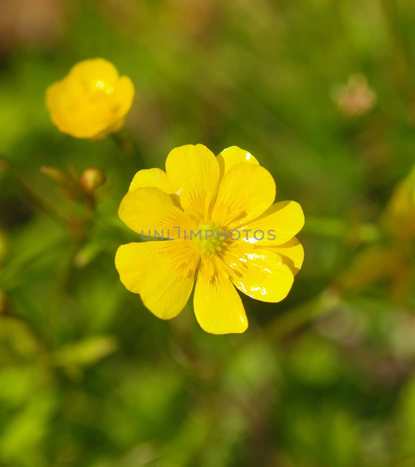 Yellow wildflowers 