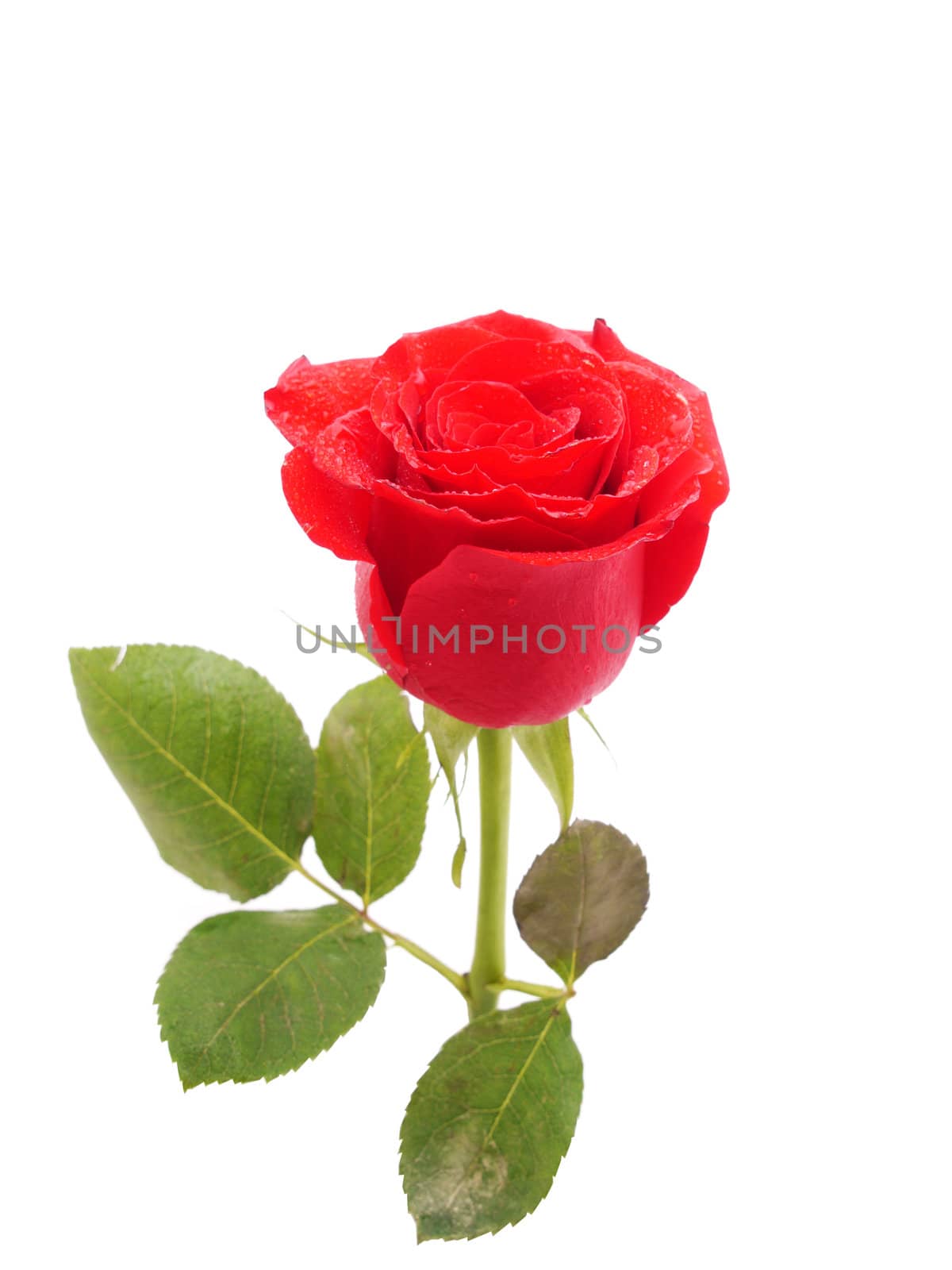 Rose on a white background by Enskanto