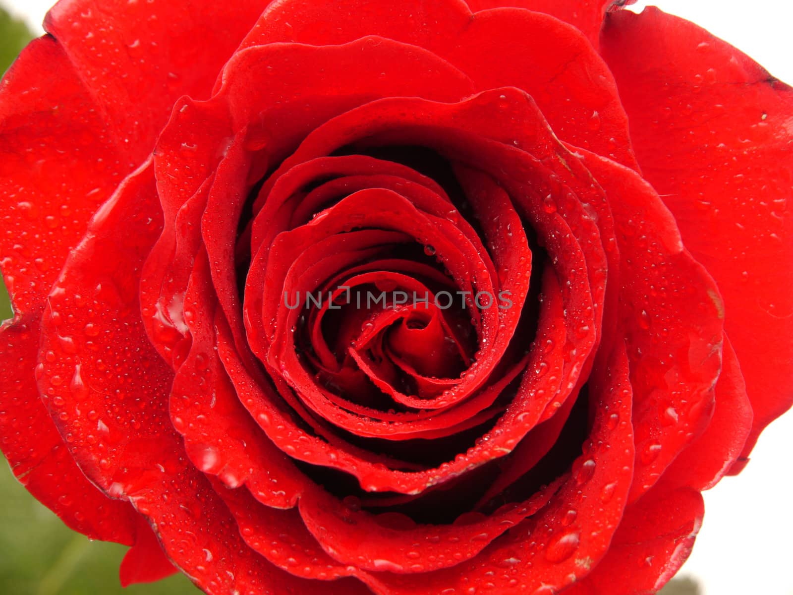 Rose on a white background by Enskanto