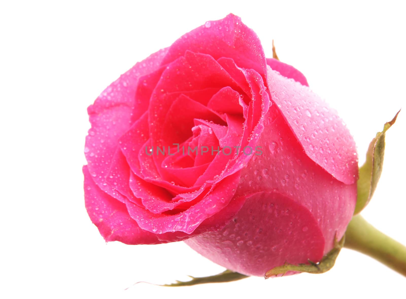 Rose on a white background 
