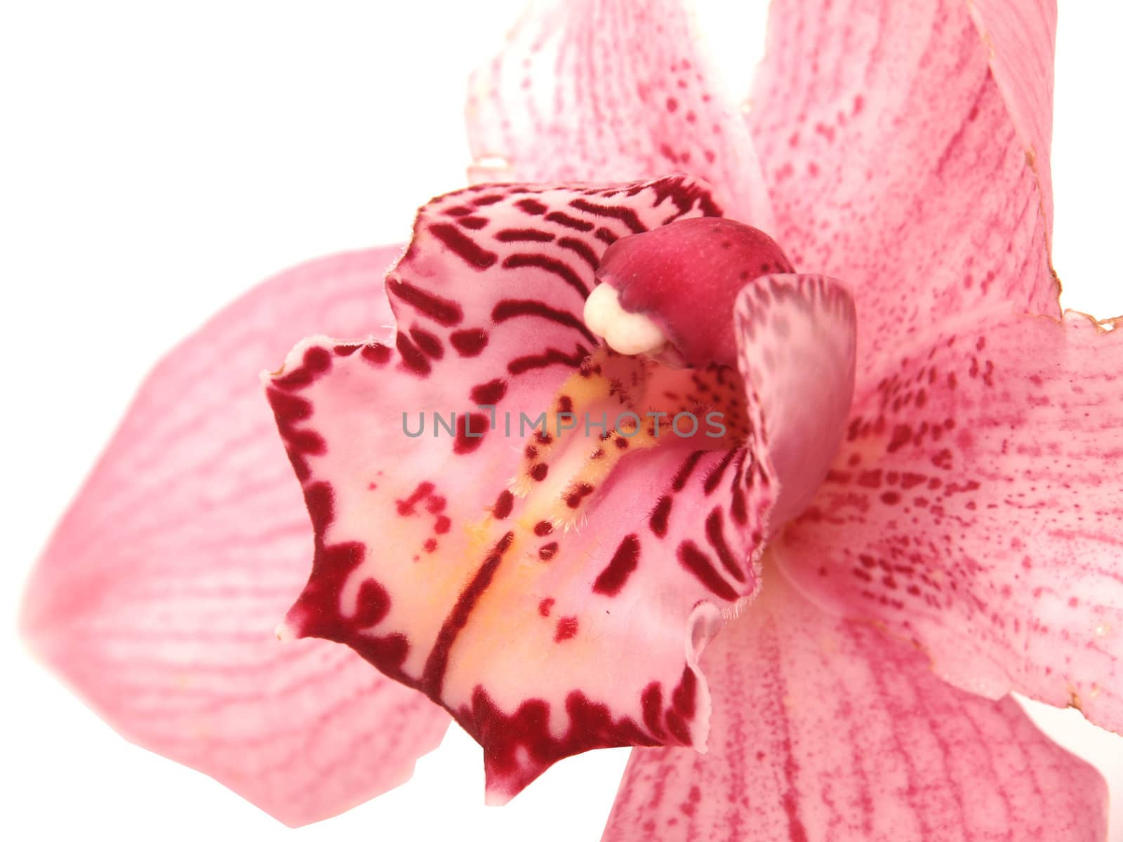 Beautiful Orchid flower 