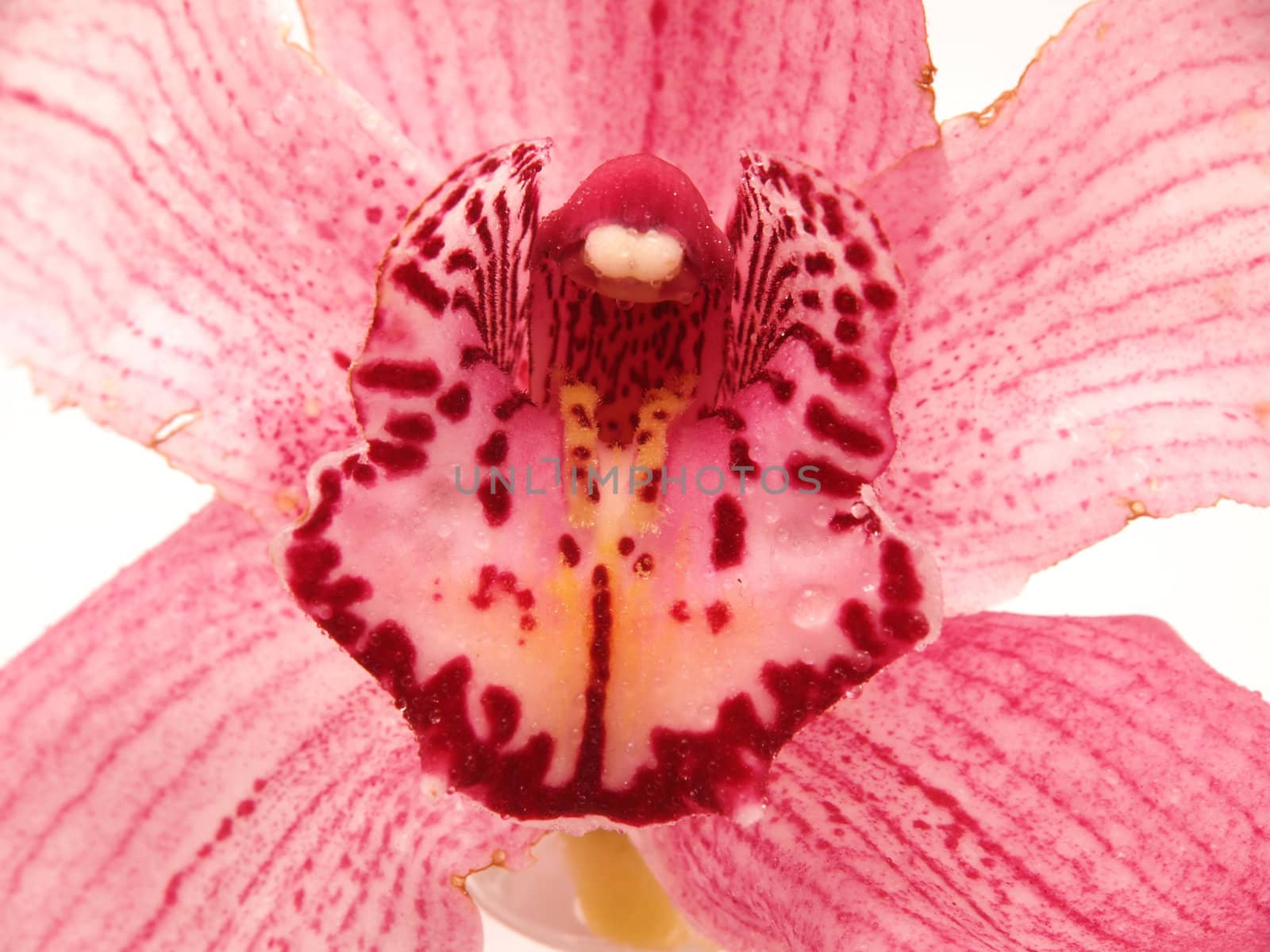 Beautiful Orchid flower  by Enskanto
