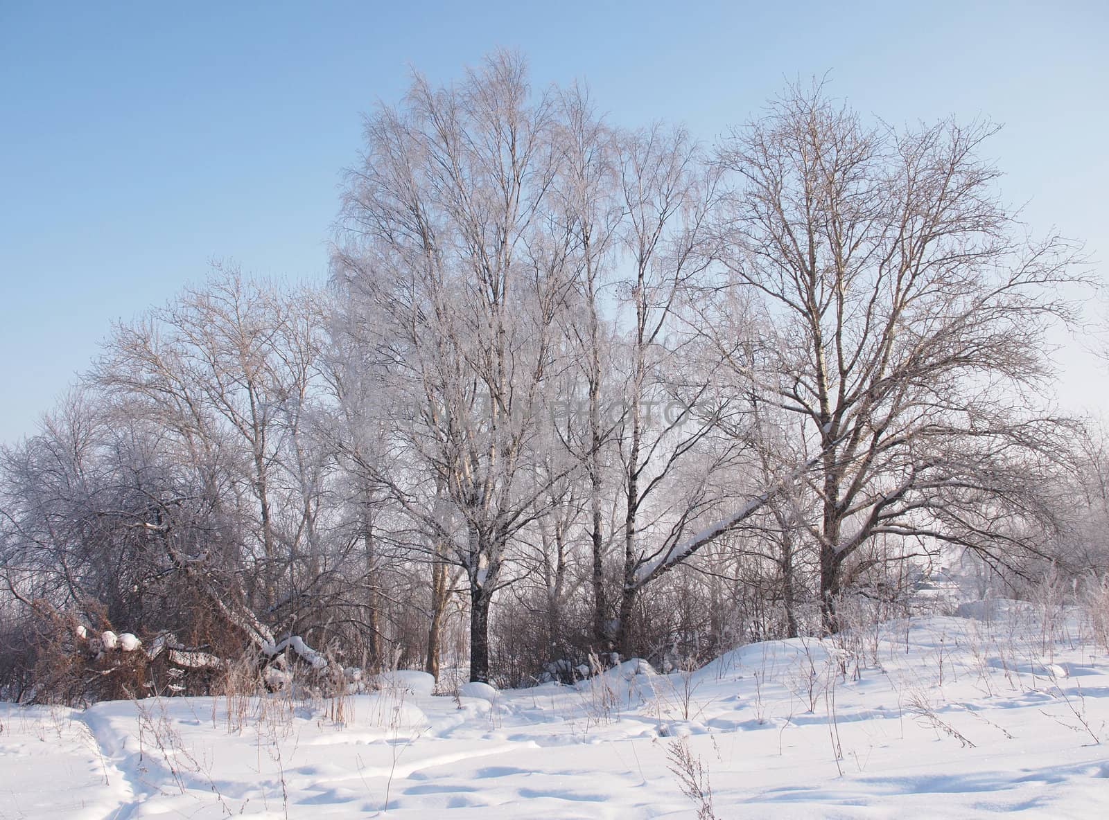 Winter landscape  by Enskanto