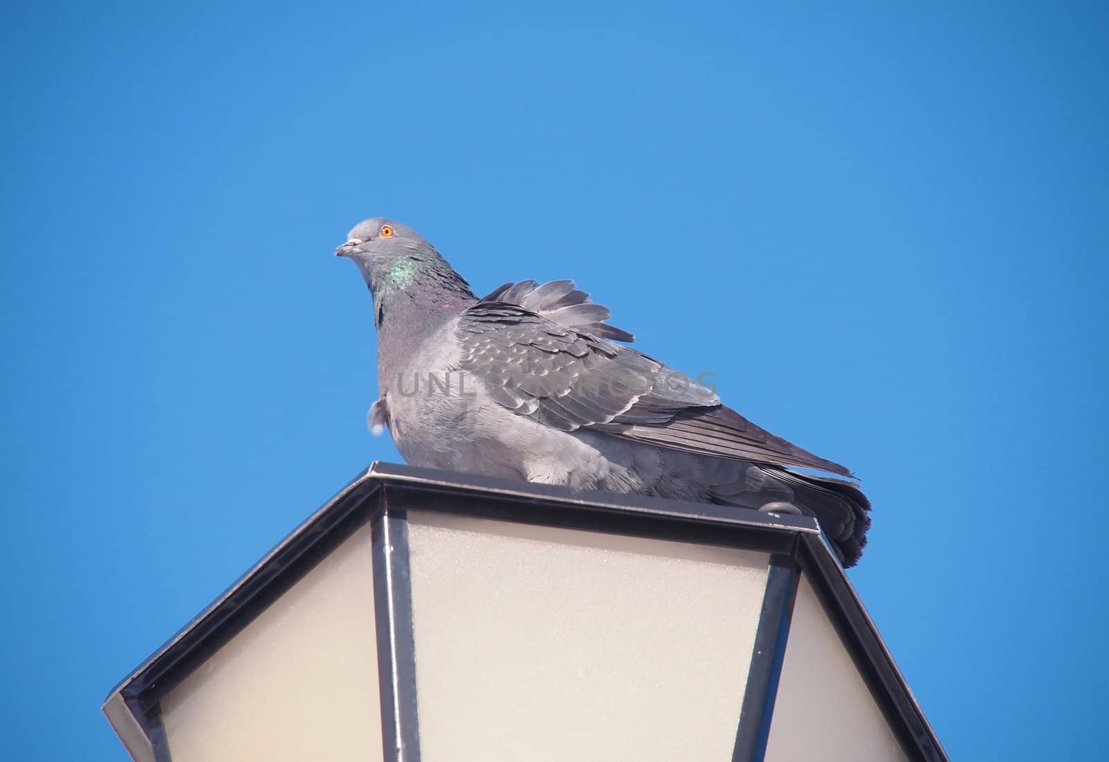 rock pigeon sitting on street lamp