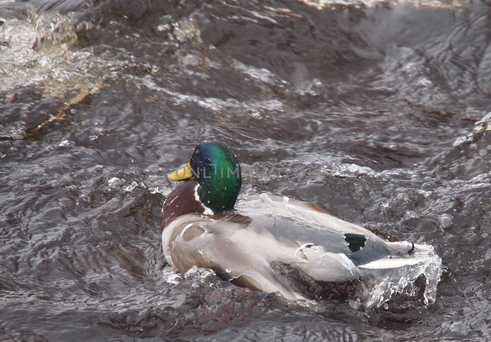 Diving duck by the ice 