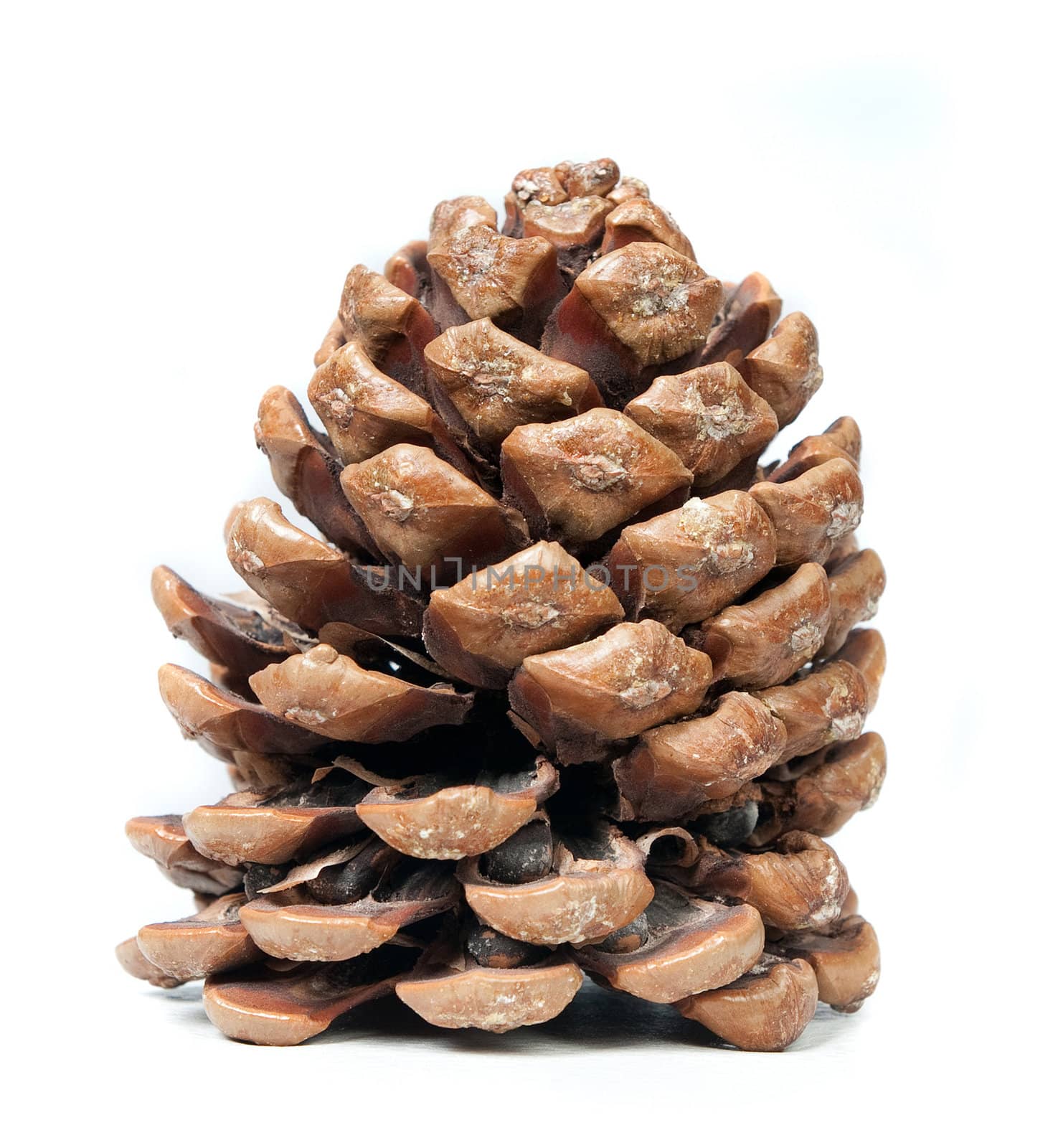 pinecone on a white background, natural light.