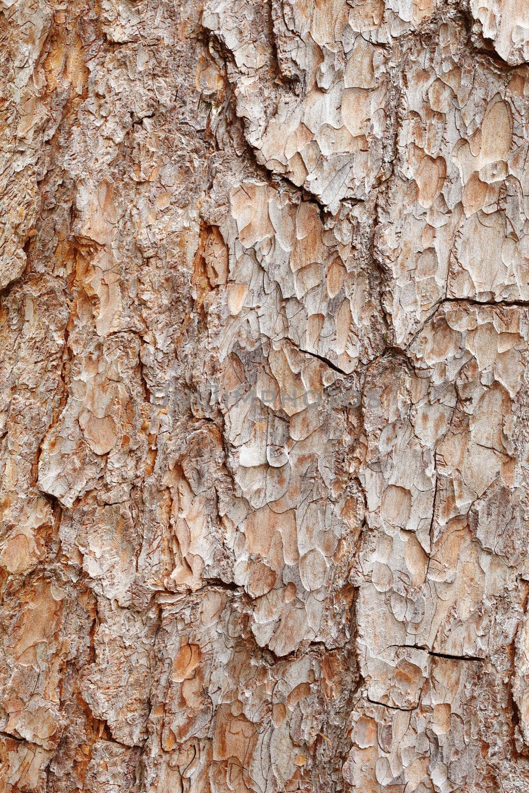 Surface of brown rough bark of pine tree - texture