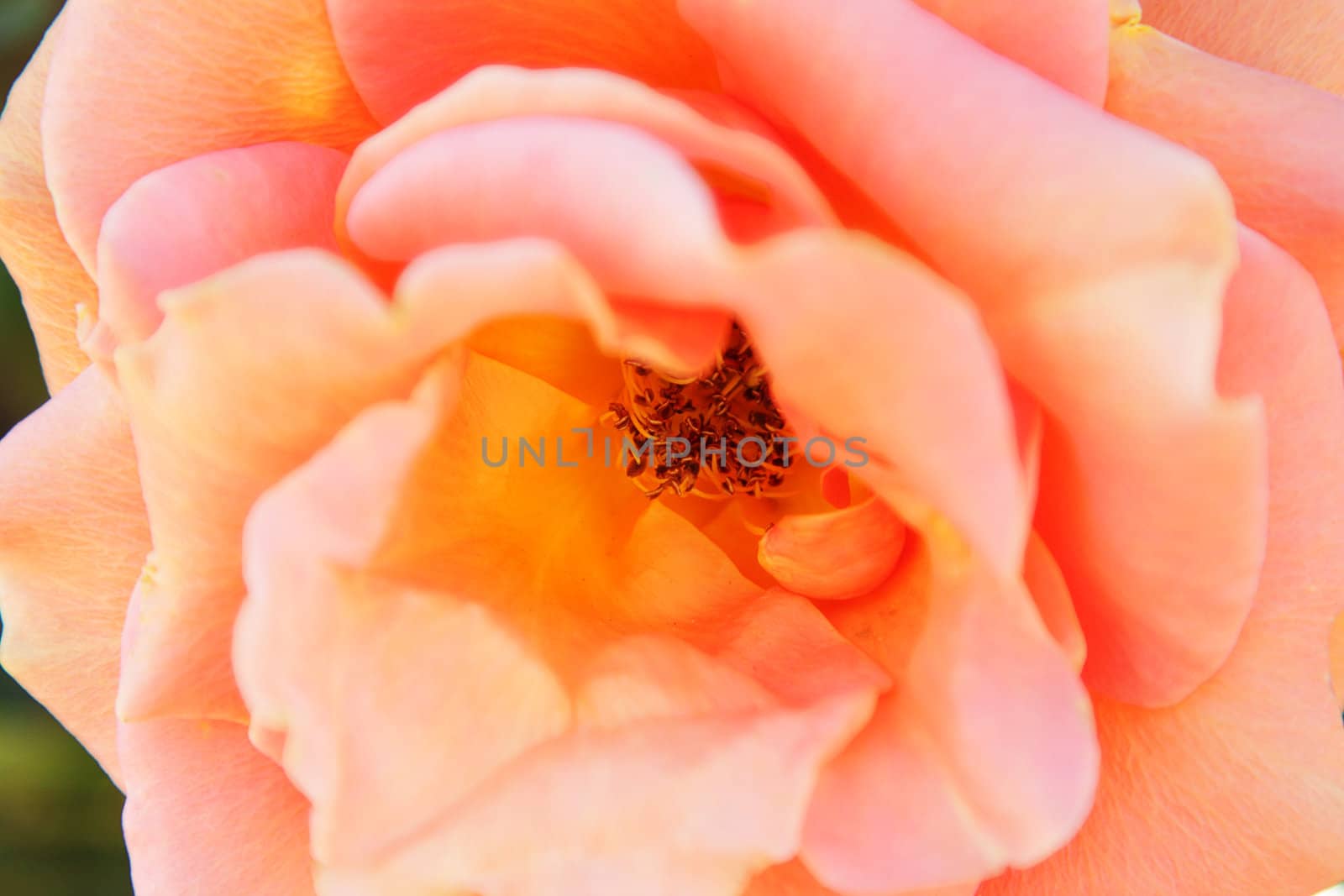 Closeup photo of light pink rose in the garden
