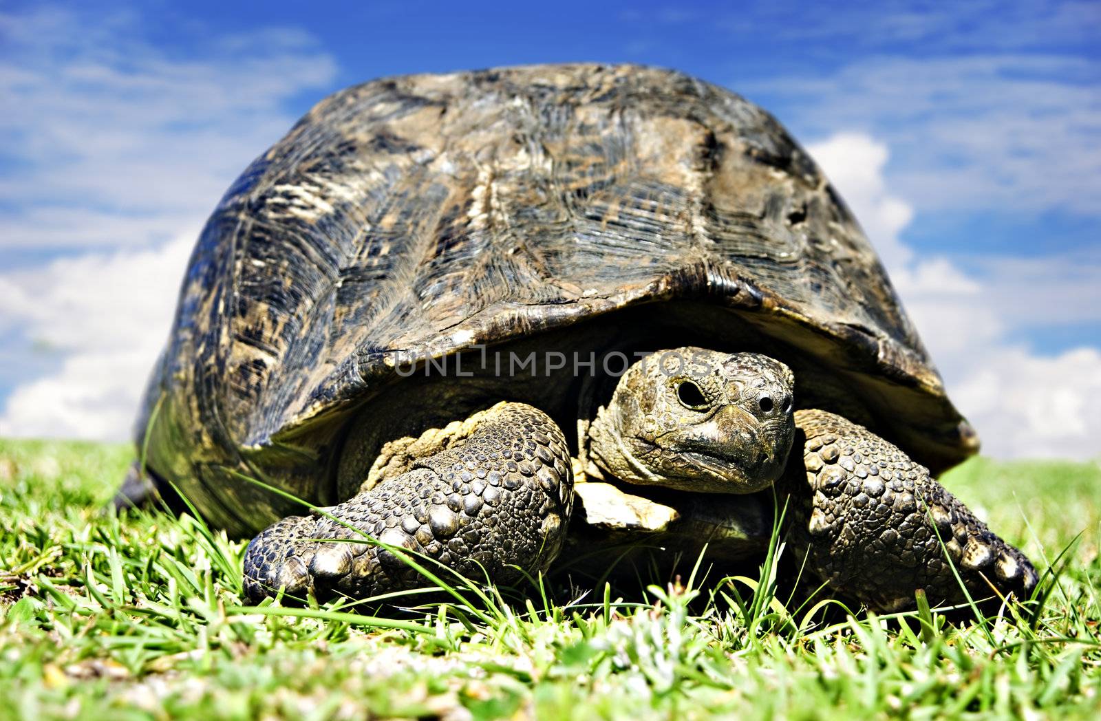 Mature tortoise walking on grass by tish1