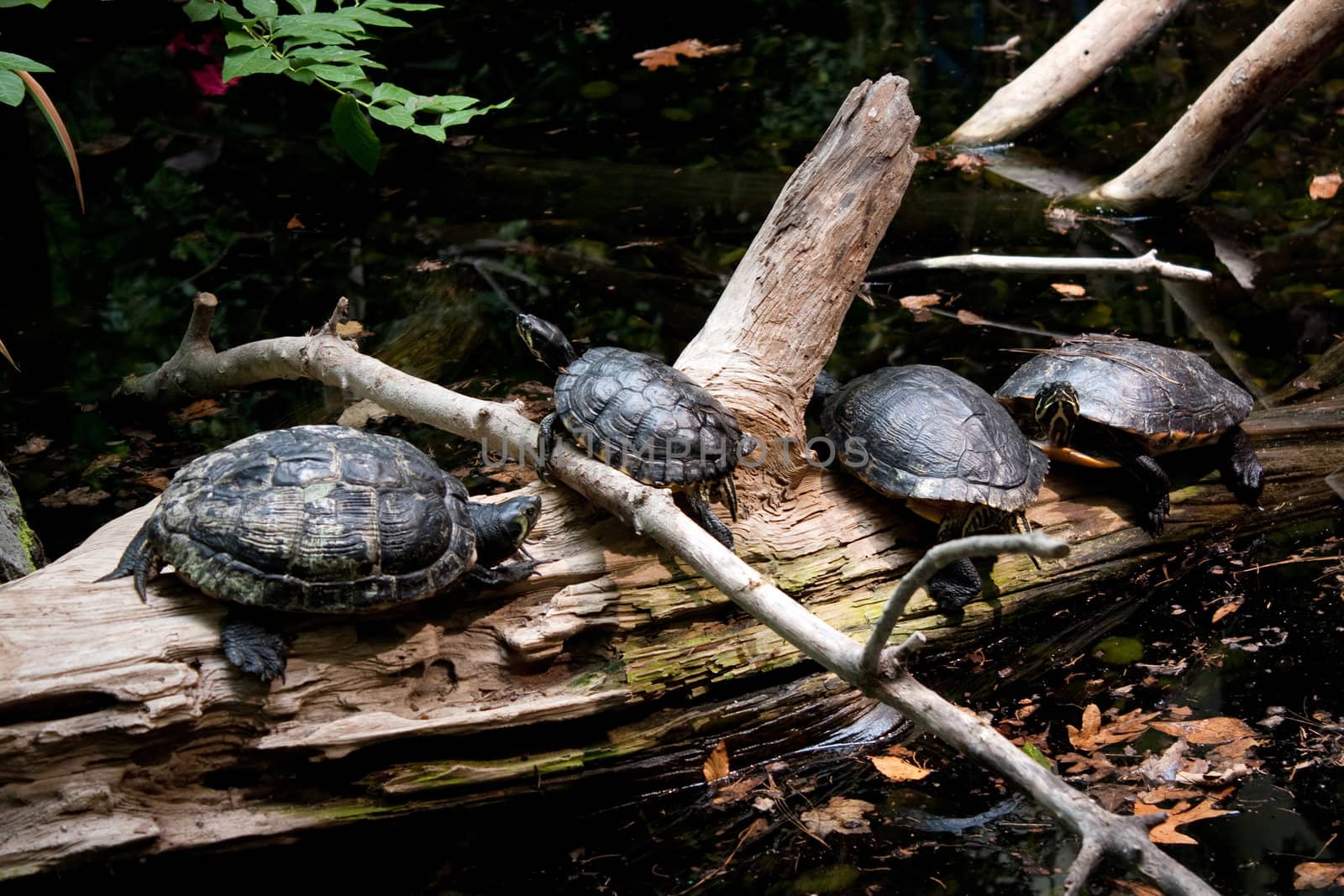 Four Turtles Resting on a Log by graficallyminded