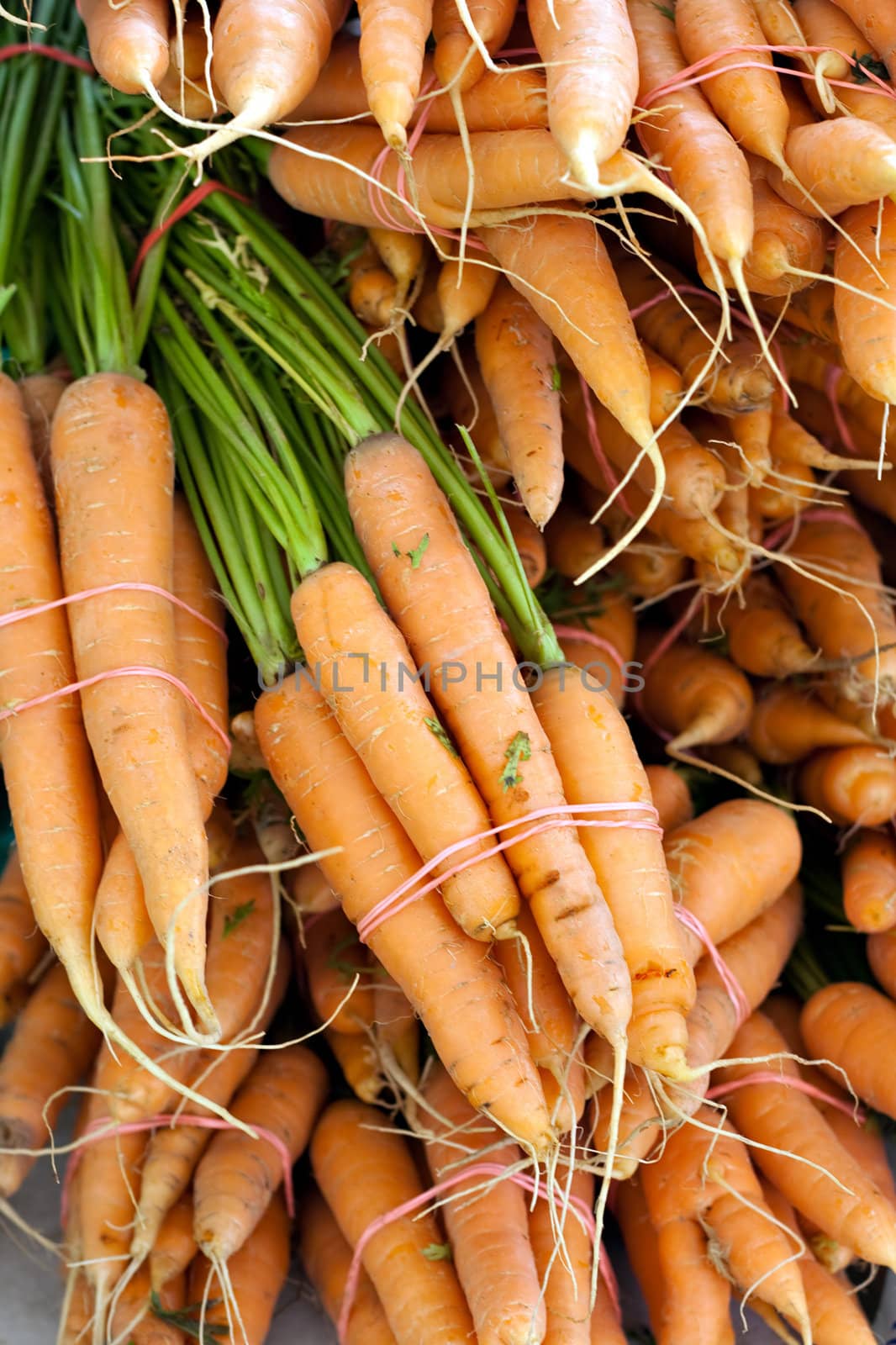 Close-up of a pile of freshly harvested carrots in bunched.  Shallow depth of field.