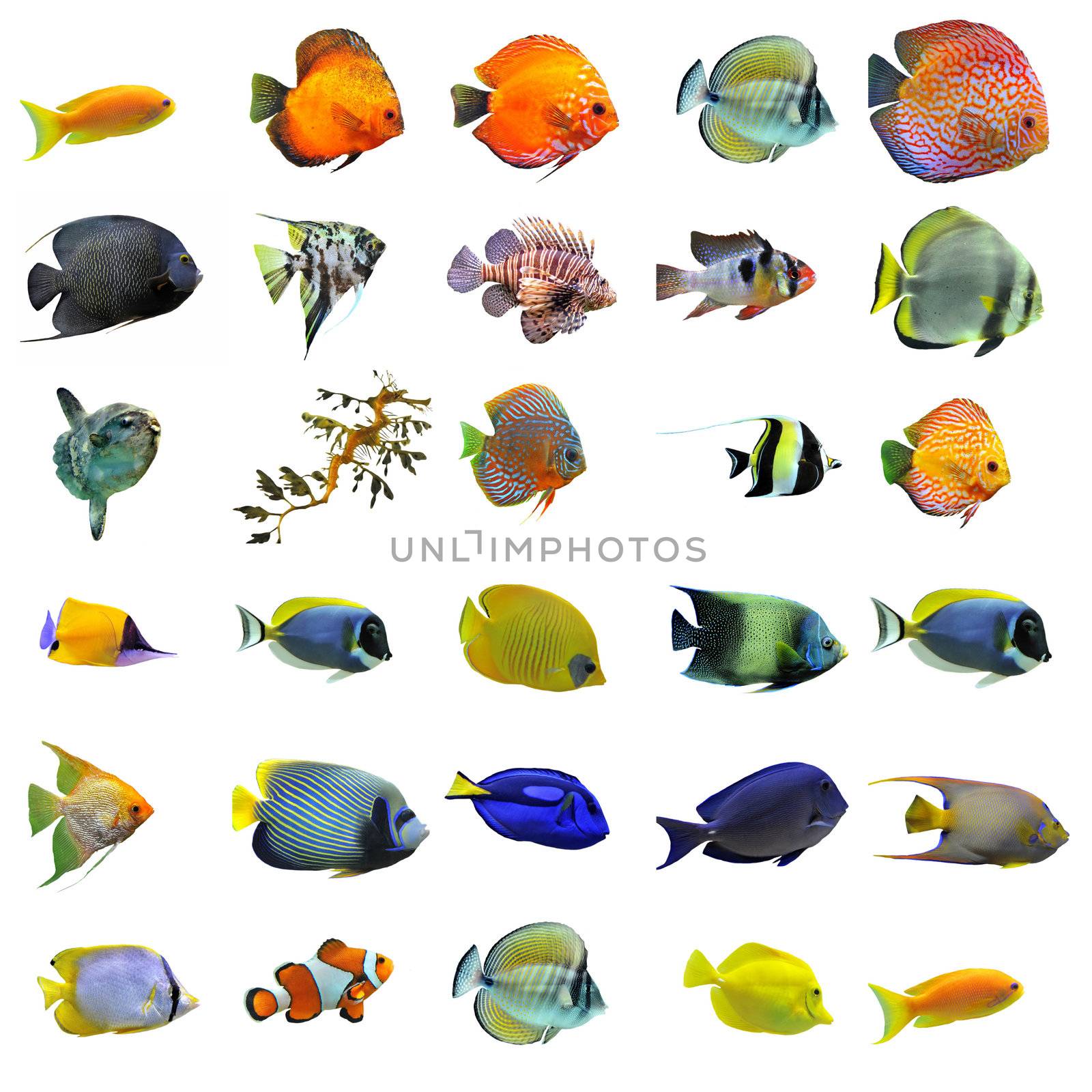 group of fishes on a white background