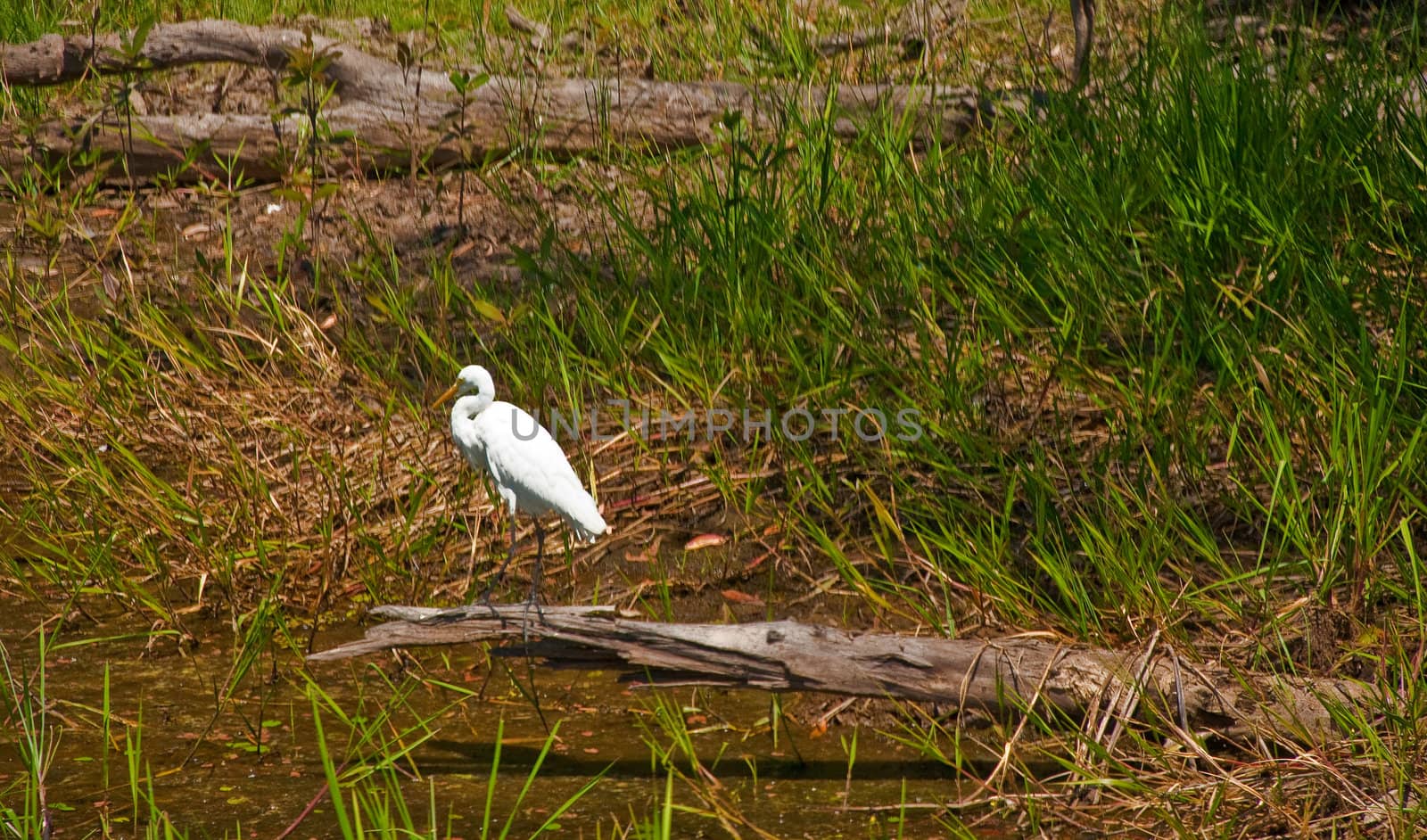 birds at Kakadu National Park, australia