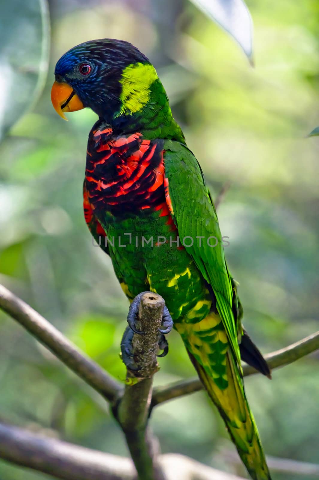 a curious Rainbow Lory standing on a tree branch, parrot