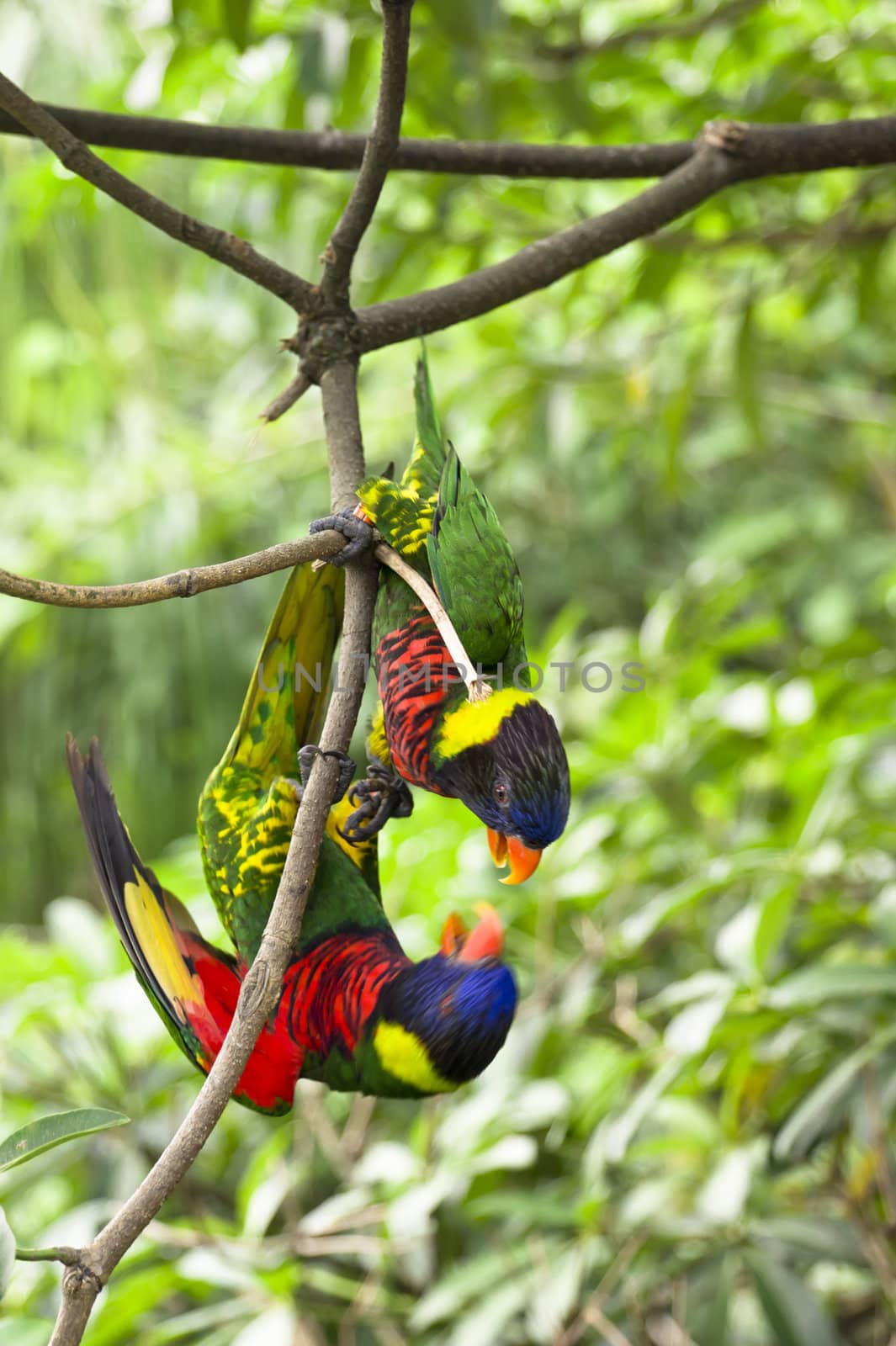 Parrot- a pair of Rainbow Lory playing while holding on a tree branch